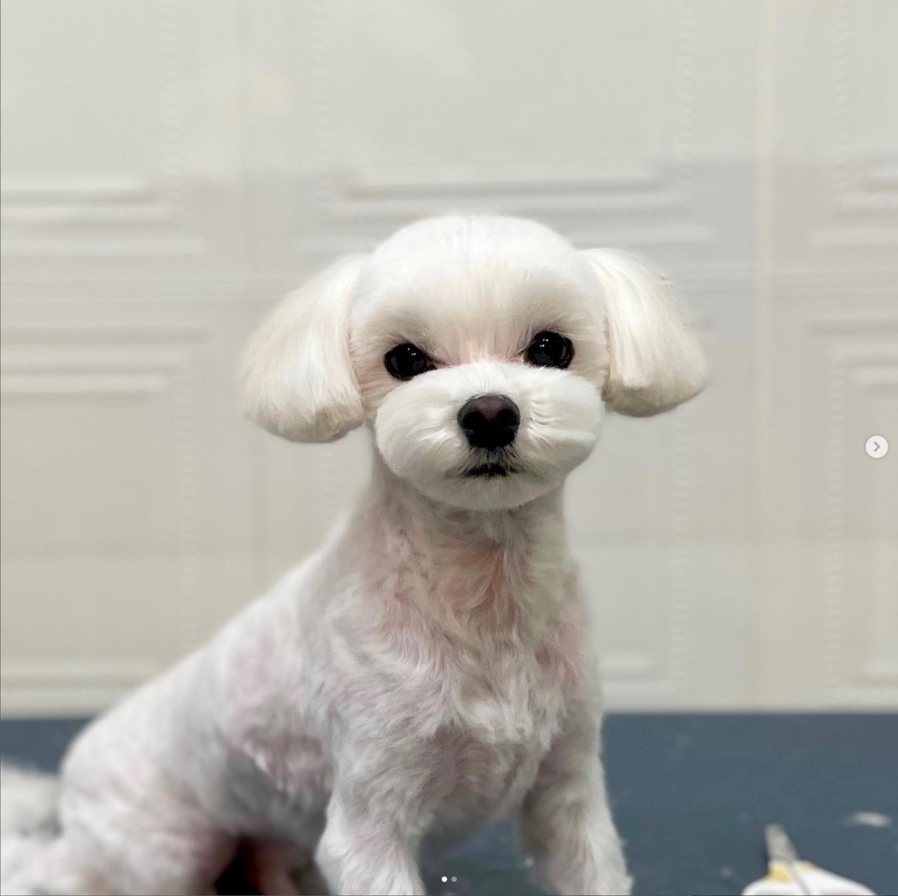 웅살롱 대표 이미지