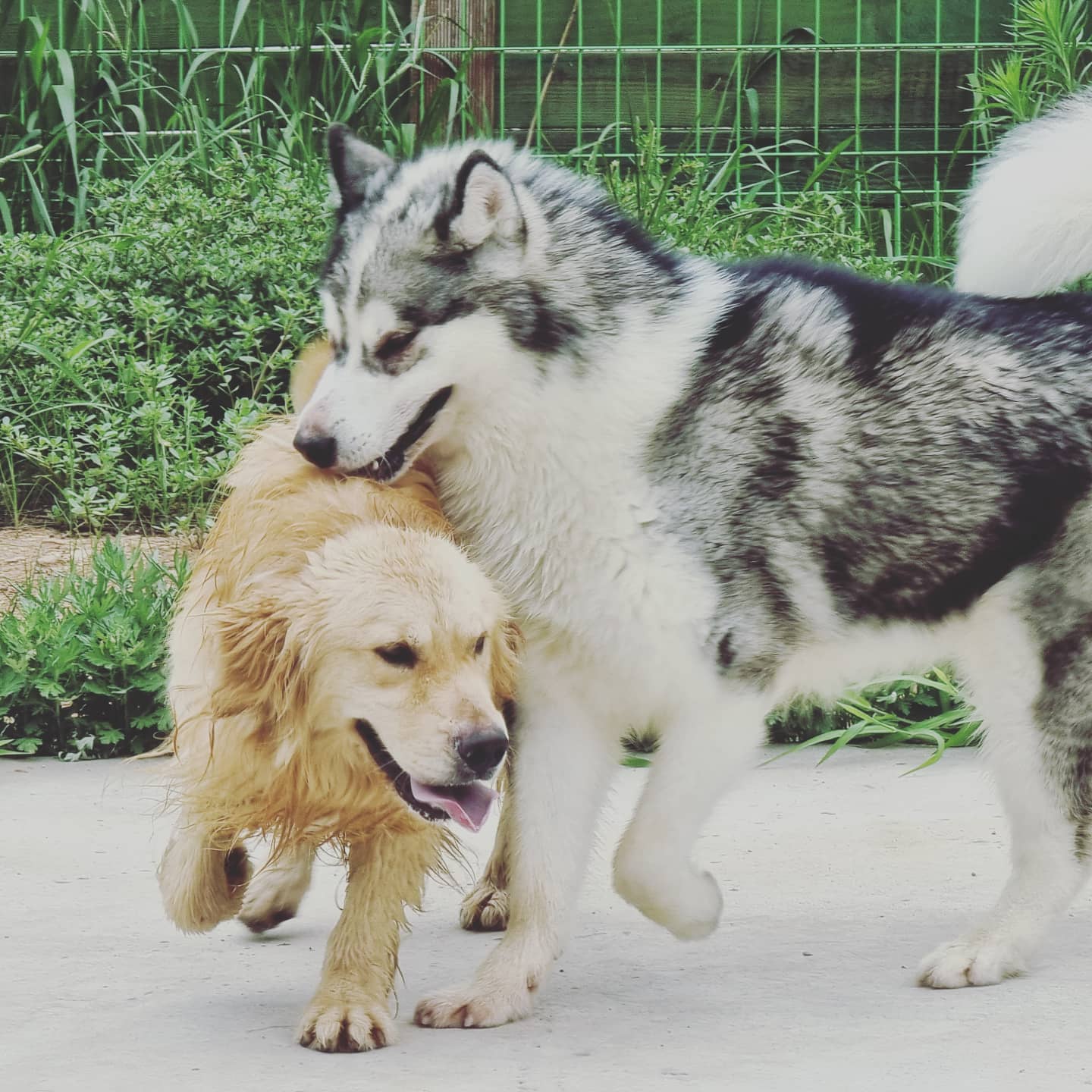 휴먼앤독 대표 이미지