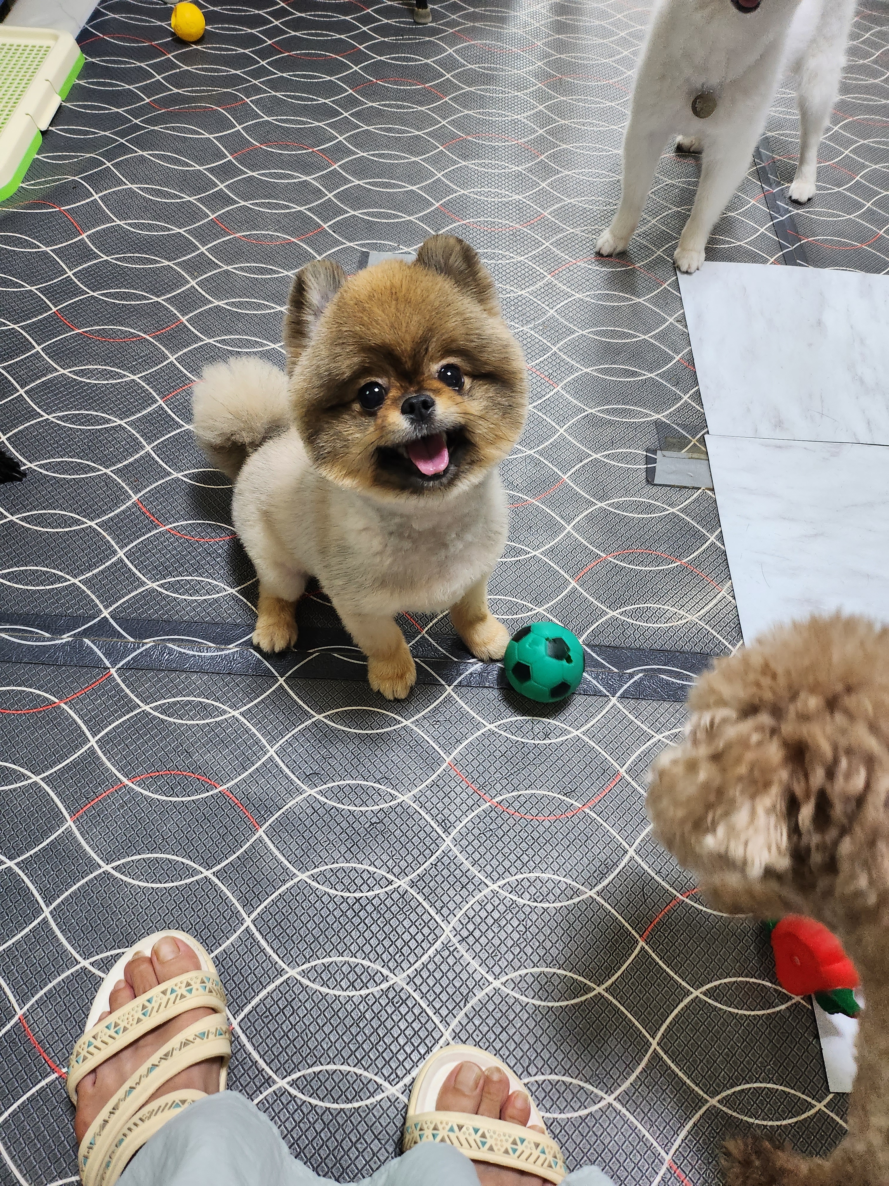 사랑한개너양 대표 이미지