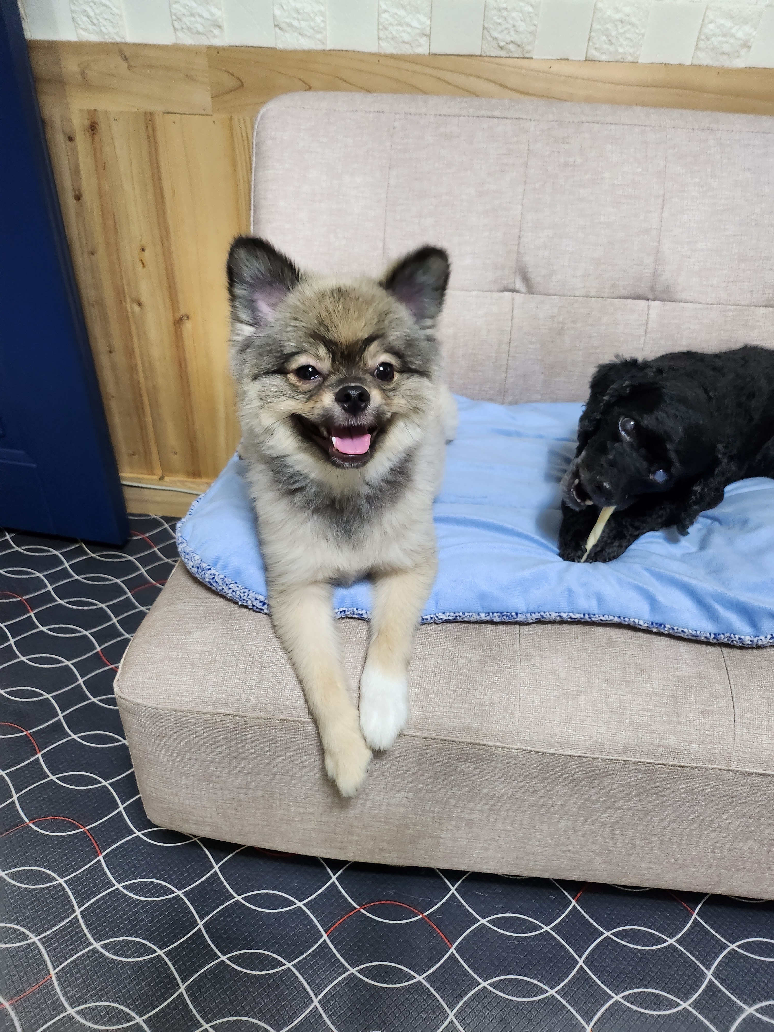 사랑한개너양 대표 이미지