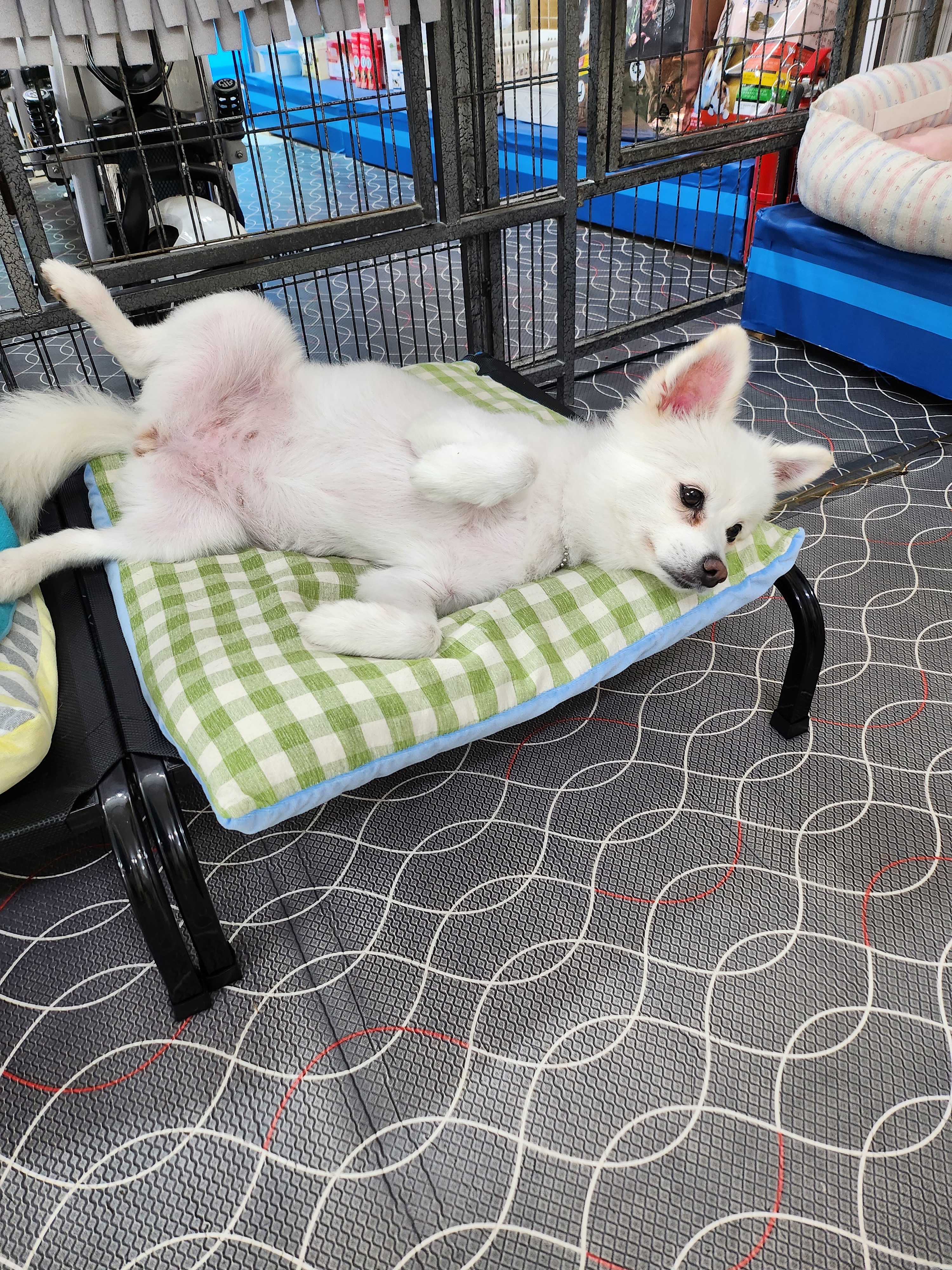 사랑한개너양 대표 이미지