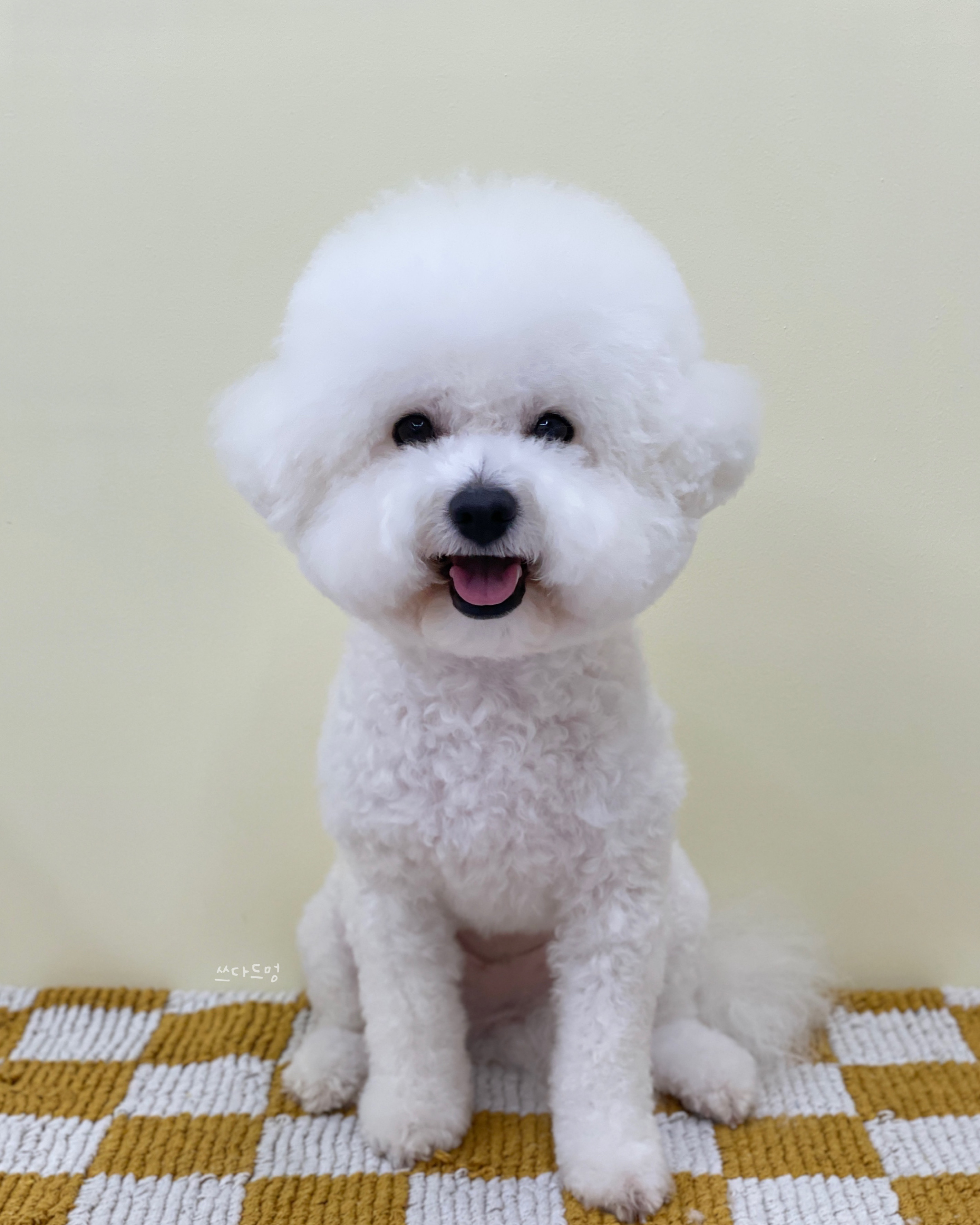 쓰다드멍 애견미용