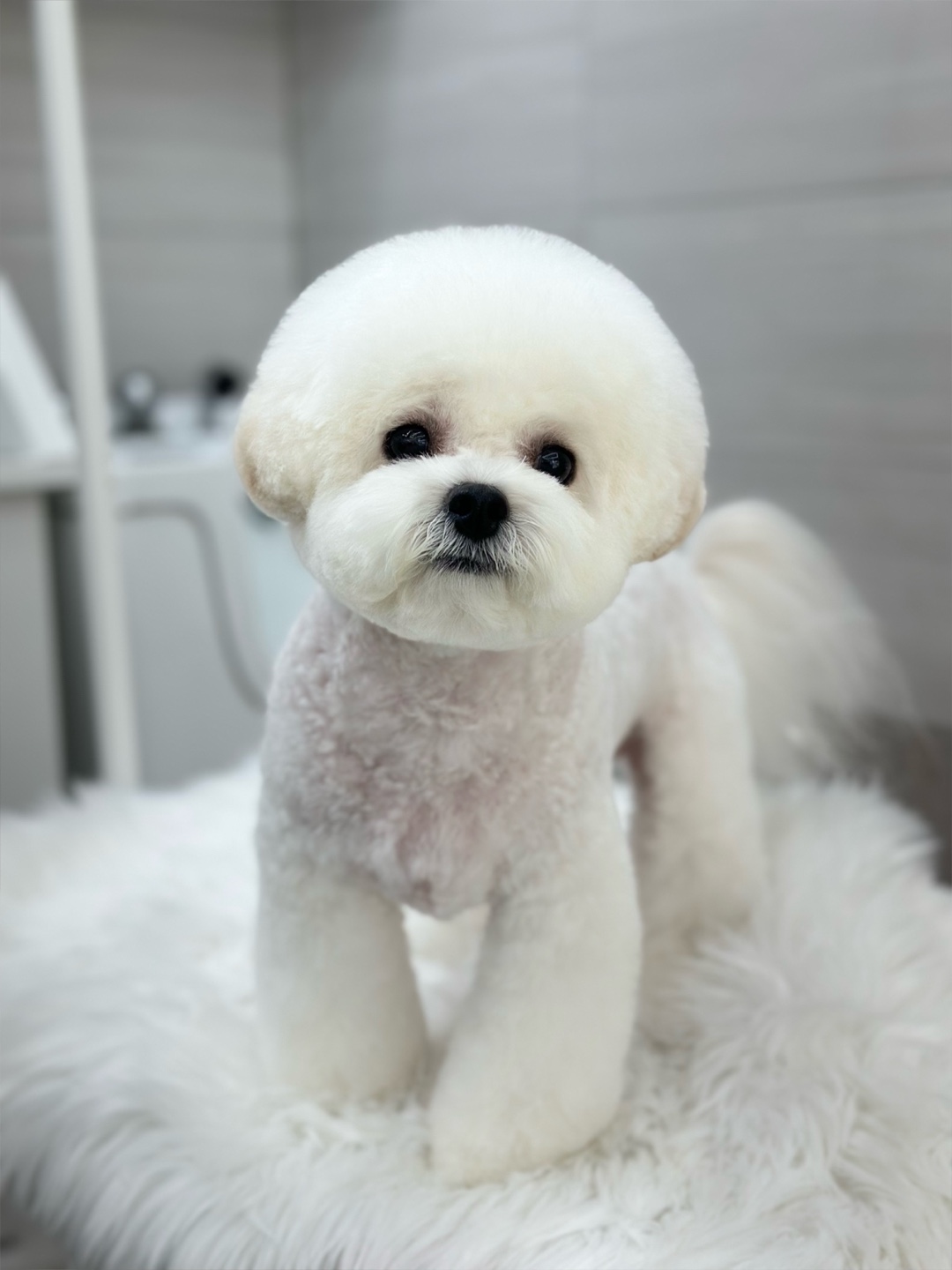버들강아지 대표 이미지