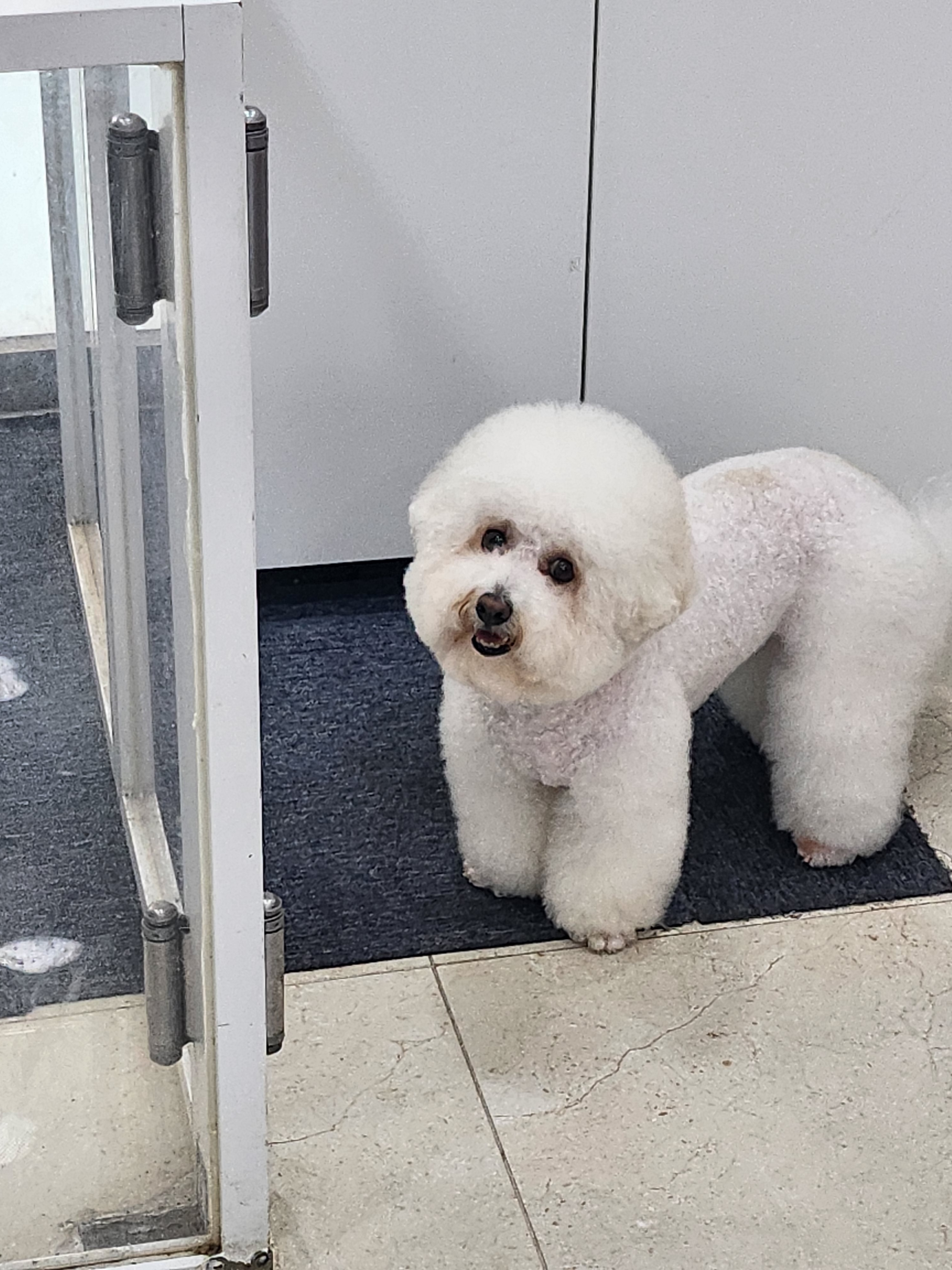 강아지미용실