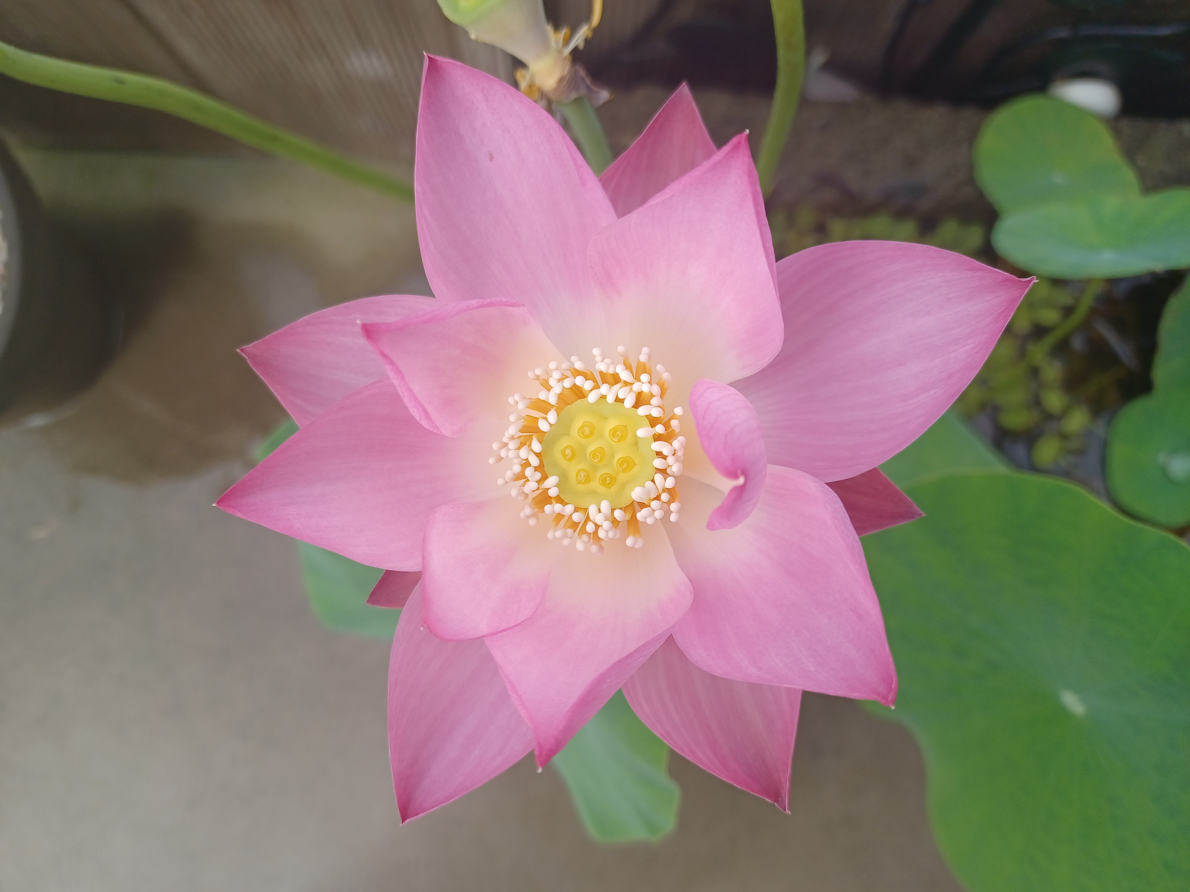 찻집 정원