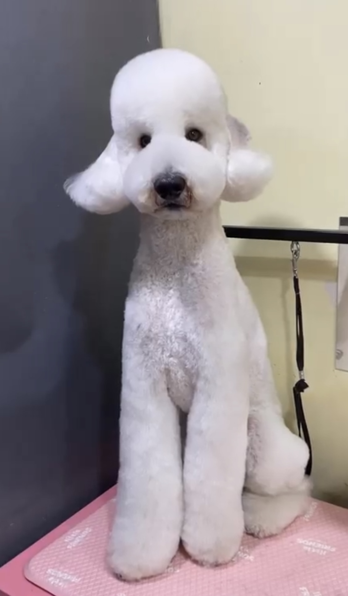 댕댕이이발관 대표 이미지