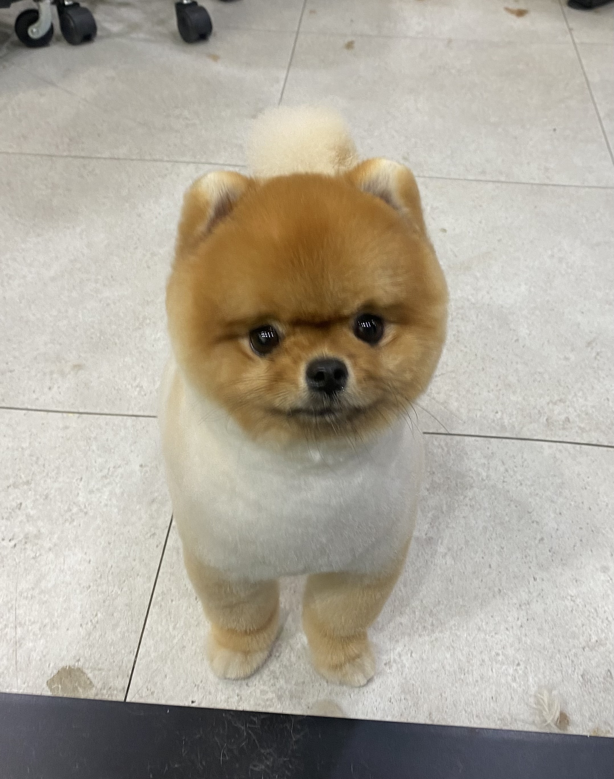 댕댕이이발관 대표 이미지