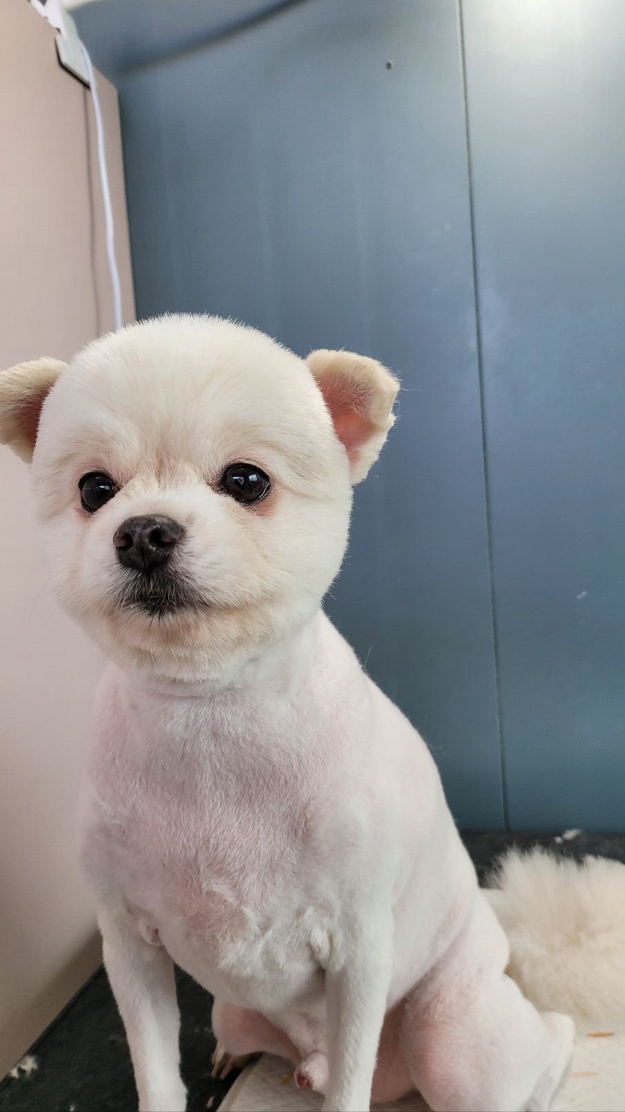 꽃길만 걷개 대표 이미지