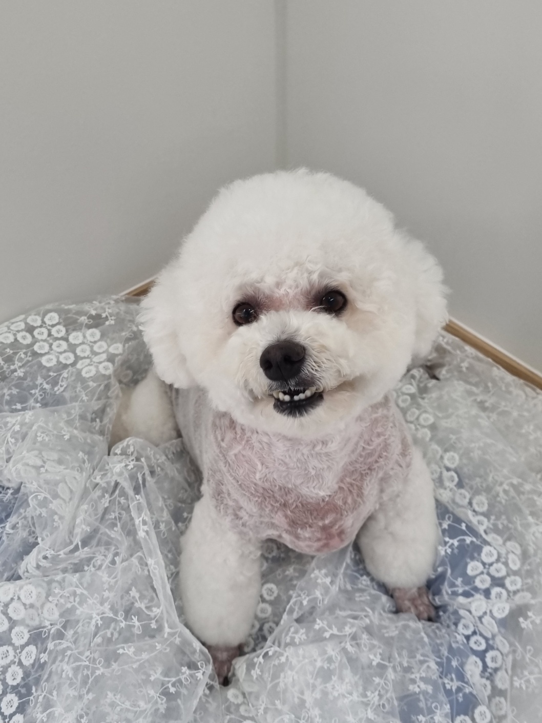 개꿈애견미용 대표 이미지