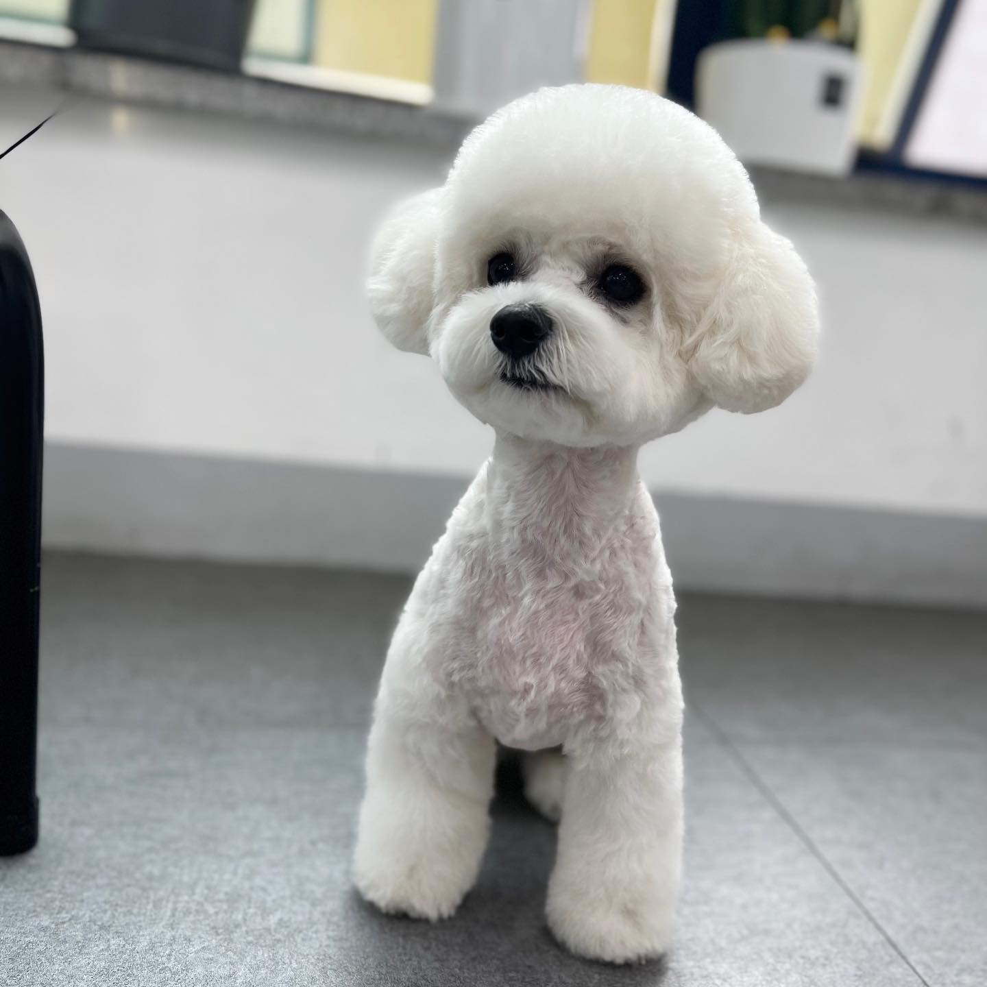 탑애견미용학원 안산점