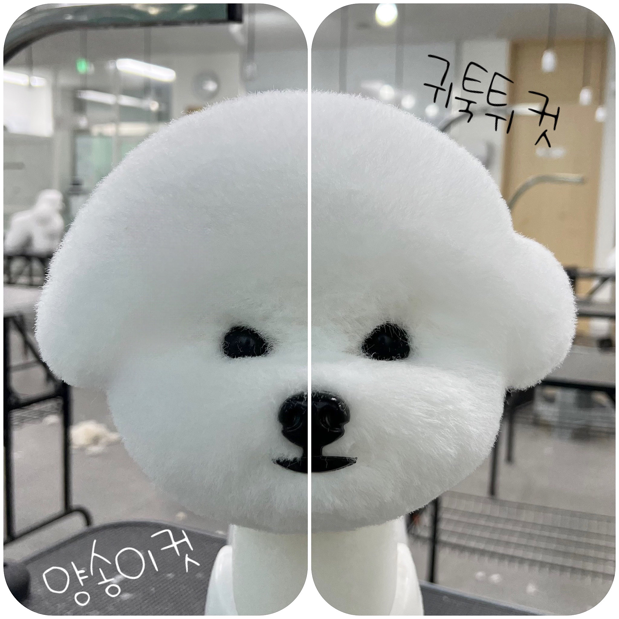 탑애견미용학원 안산점