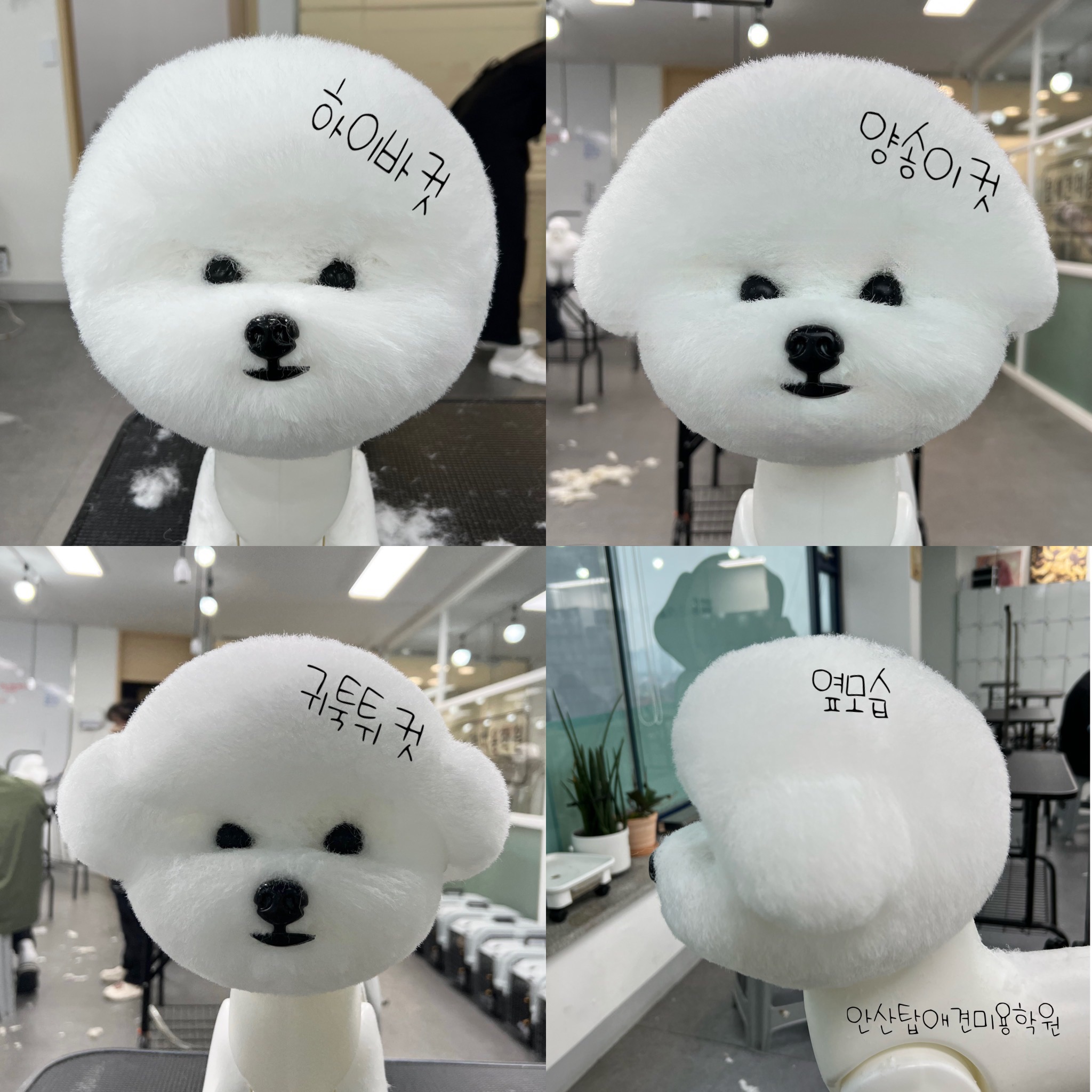 탑애견미용학원 안산점