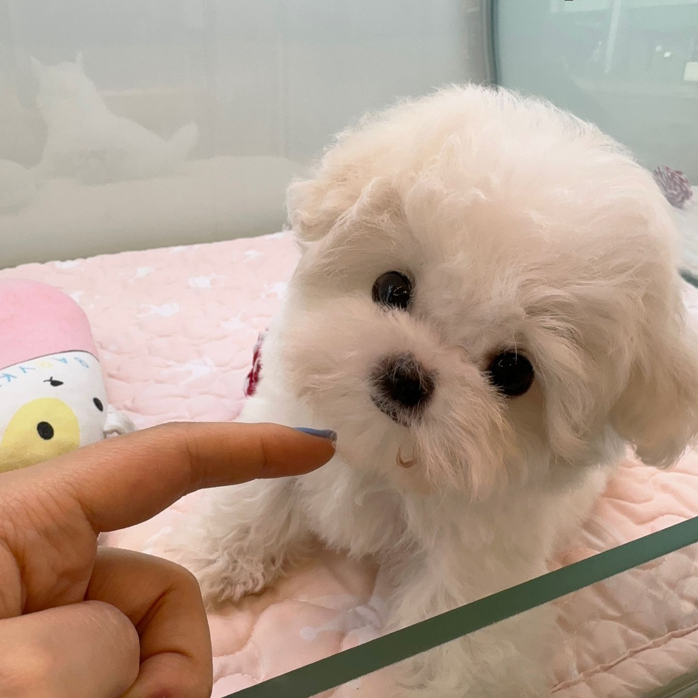 이정훈강아지