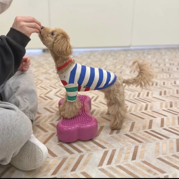 퍼피루스 대표 이미지