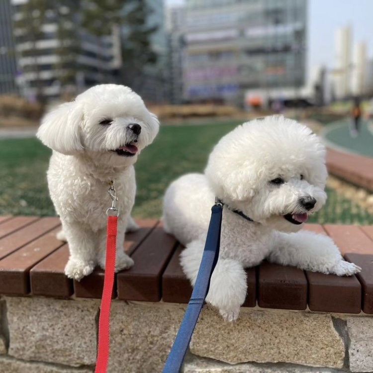 퍼피루스 대표 이미지