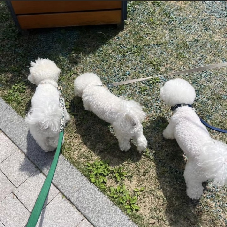퍼피루스 대표 이미지