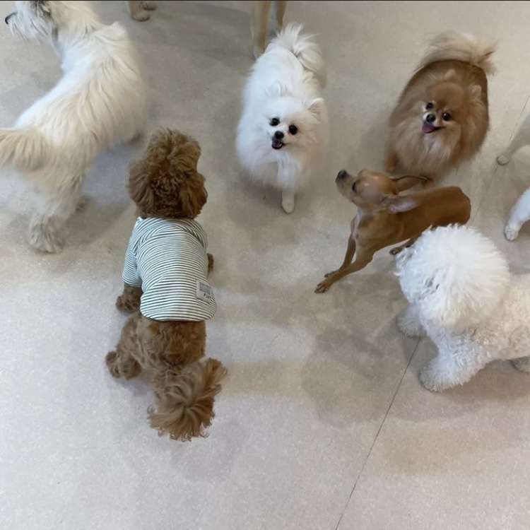 퍼피루스 대표 이미지