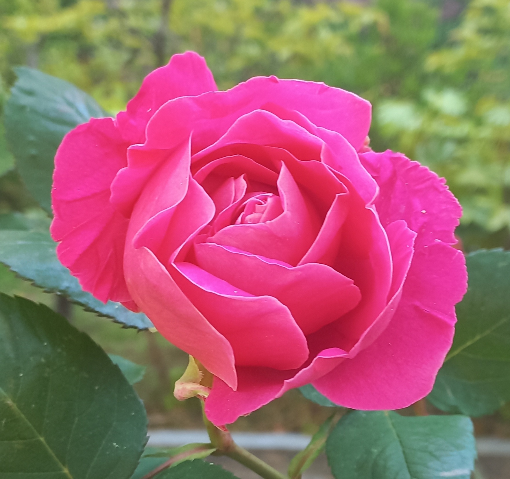 힐링아로마