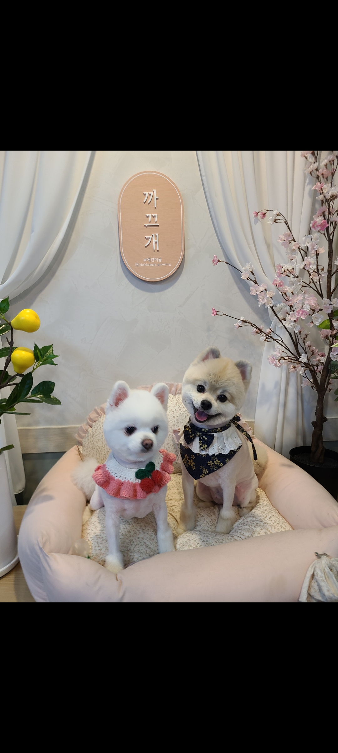 까끄개애견미용 대표 이미지