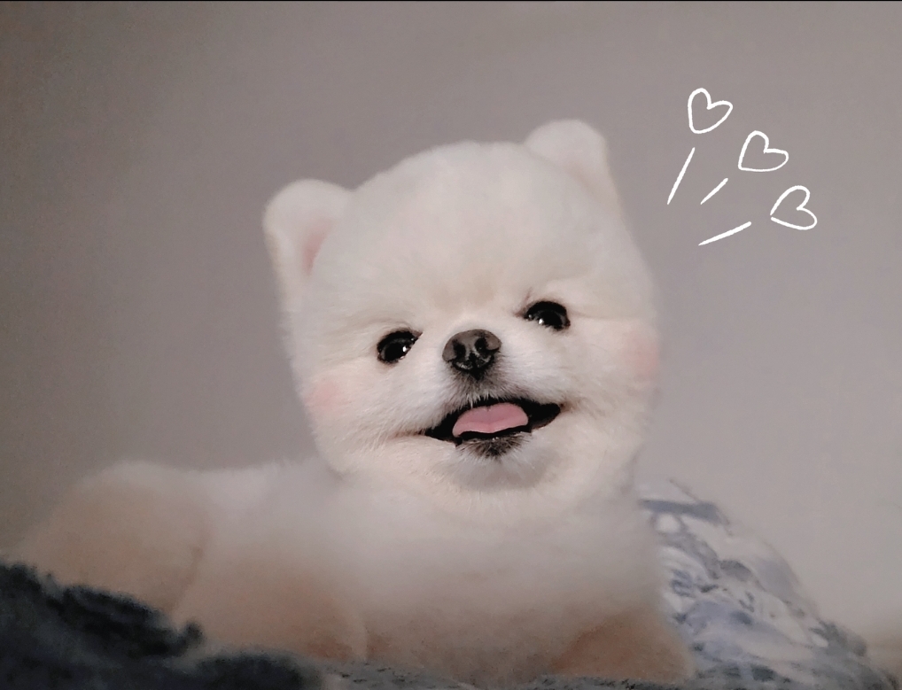 그루밍 하니