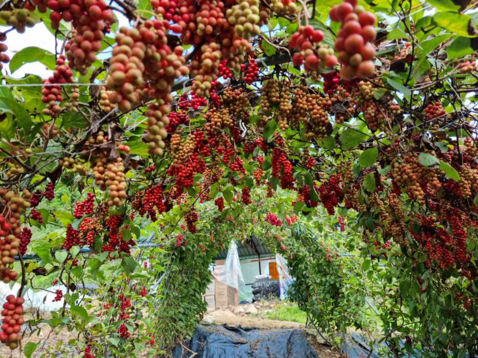 운수골실개울농원