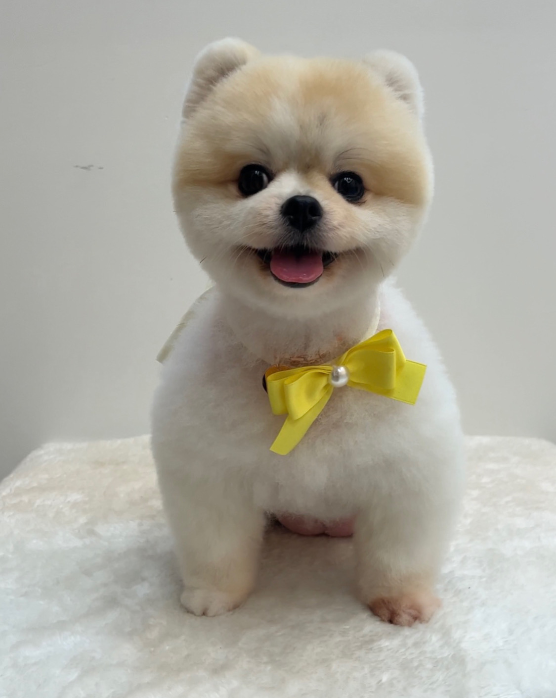 봄블리애견미용