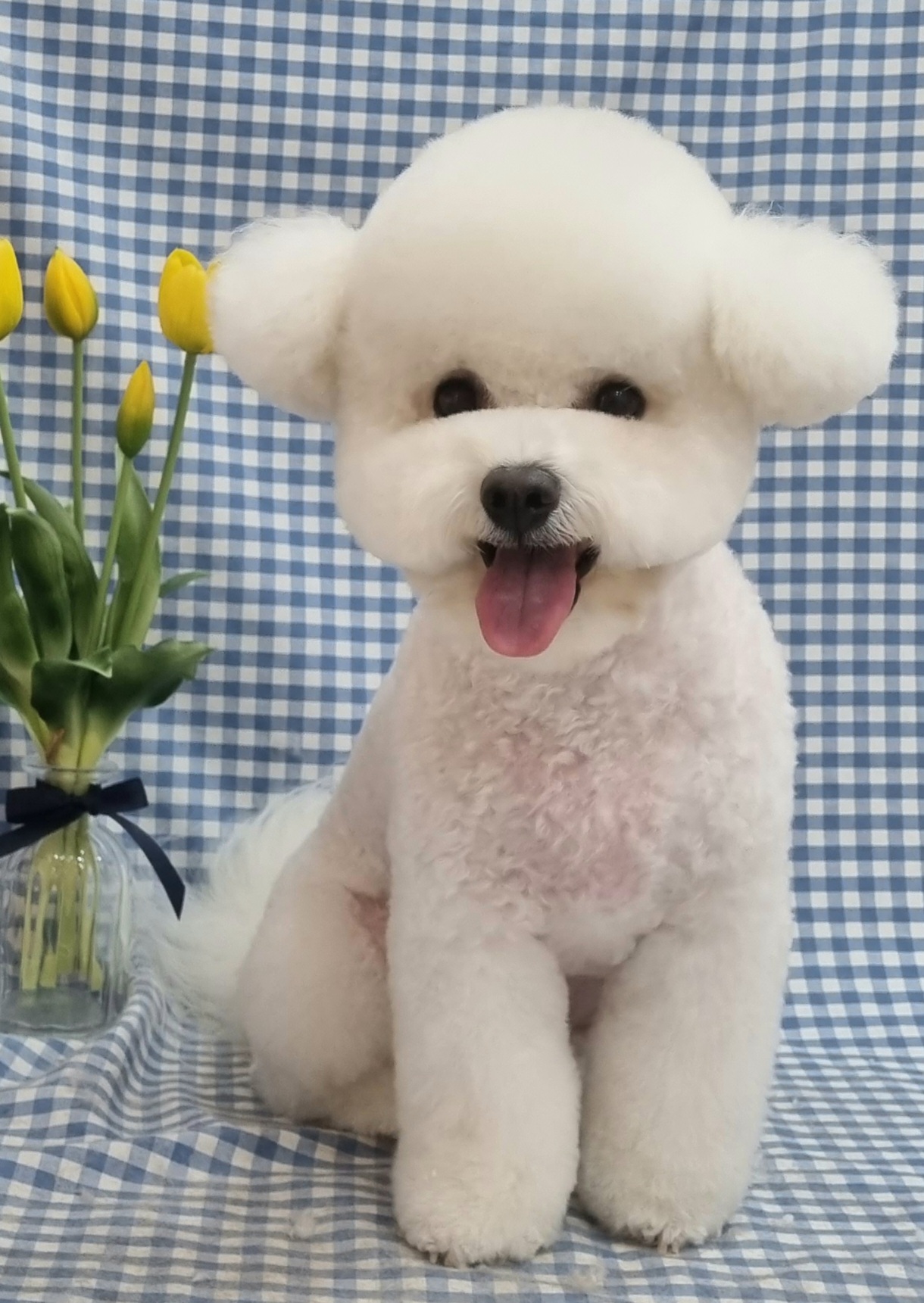 노크노크 강아지미용실