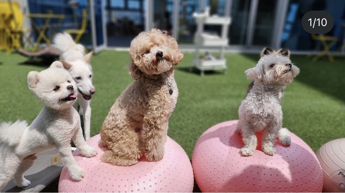 퍼밀리애견유치원 반려동물 동반 애견카페