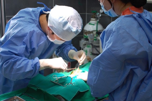 레알피부전문동물병원 이미지