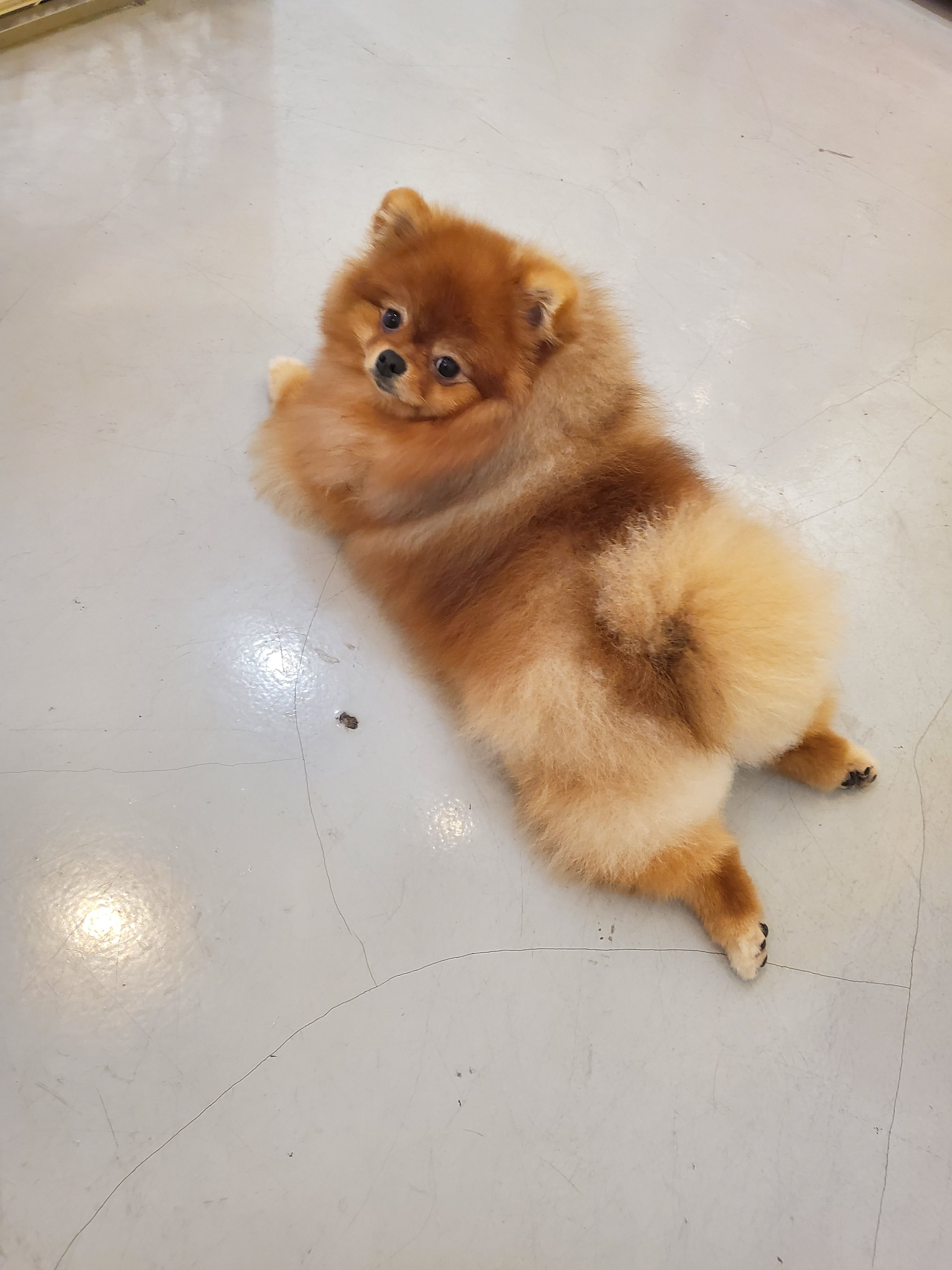 슈나우펫 대표 이미지