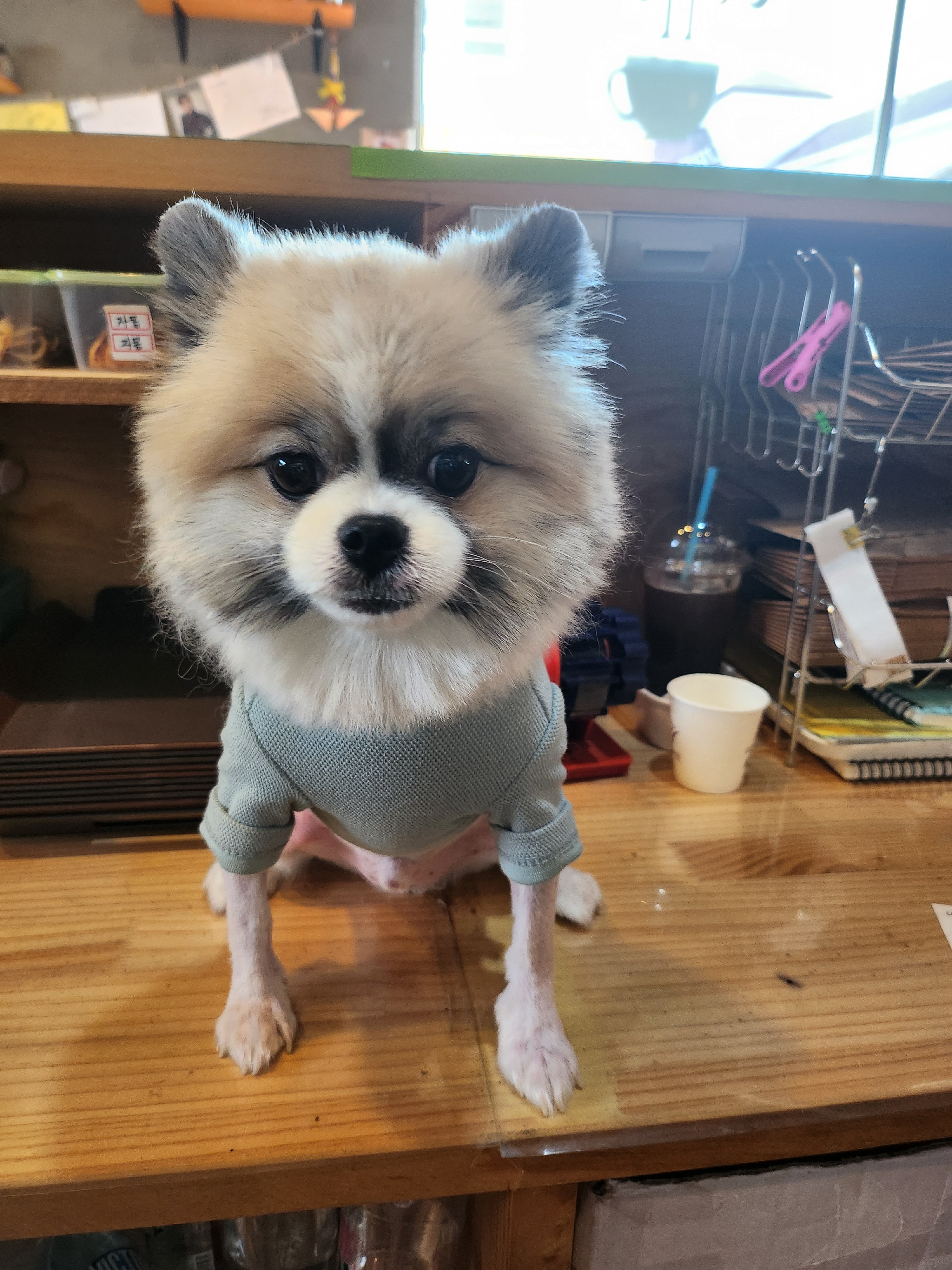지니커피
