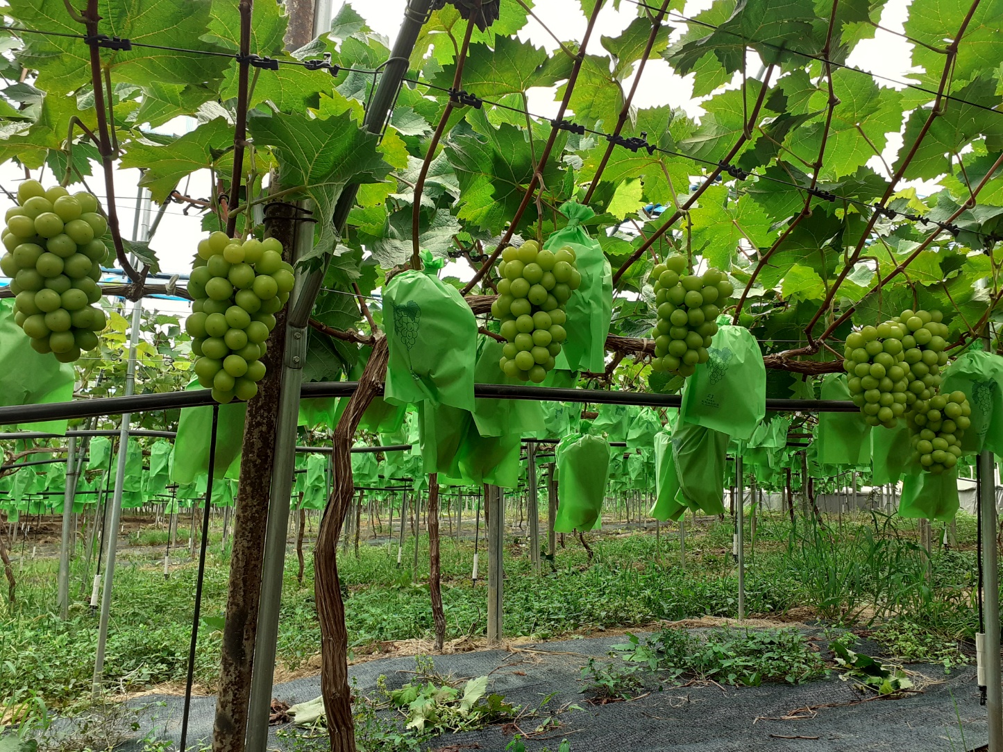 산골엄마농원