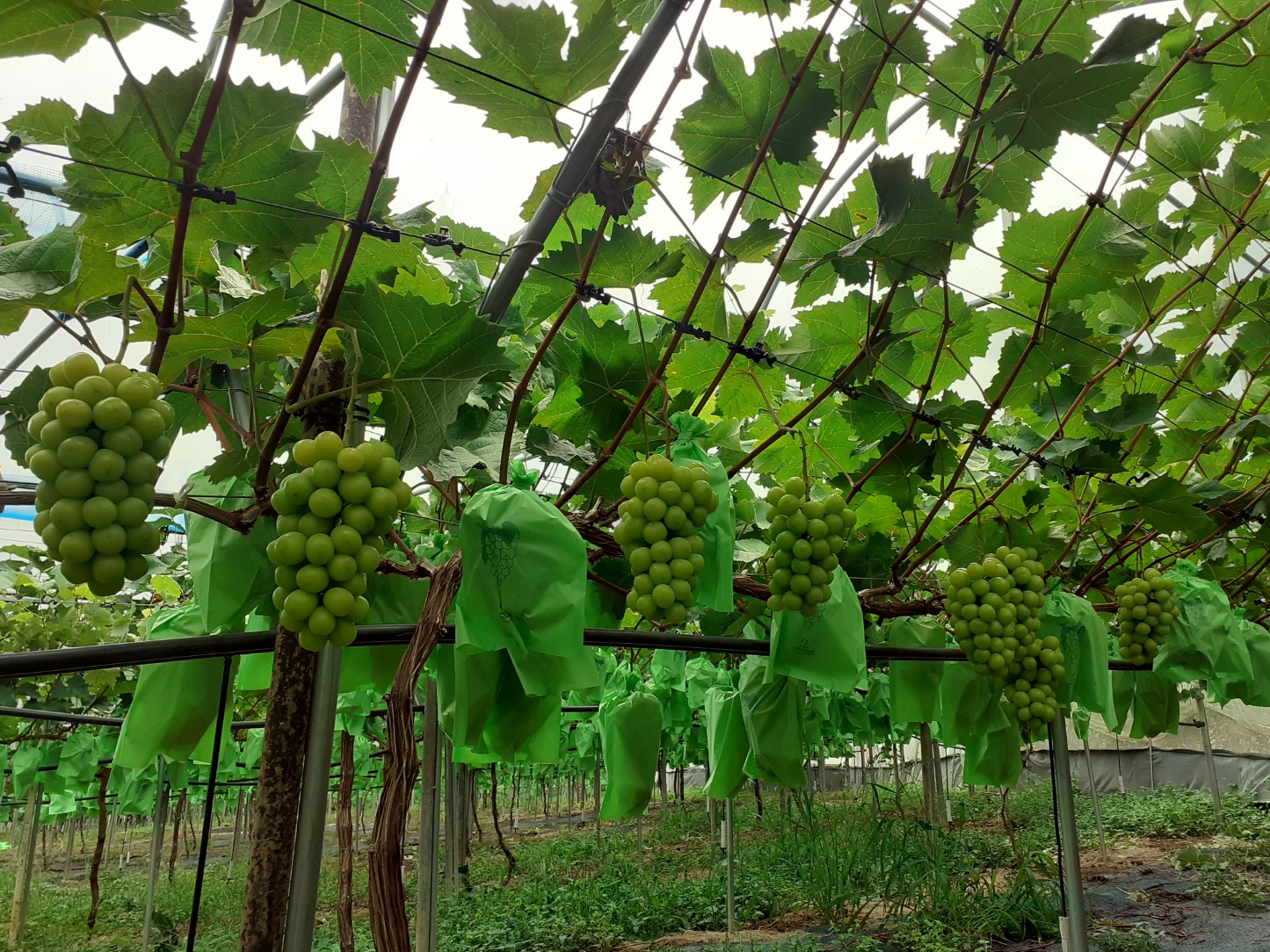 산골엄마농원