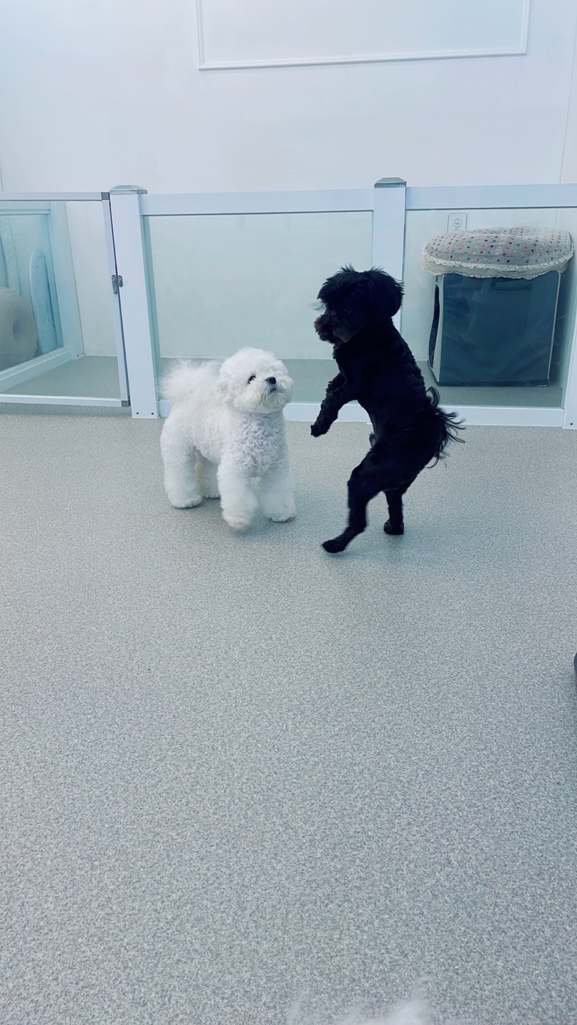 뭉뭉이네 애견유치원&호텔 놀이터 대표 이미지