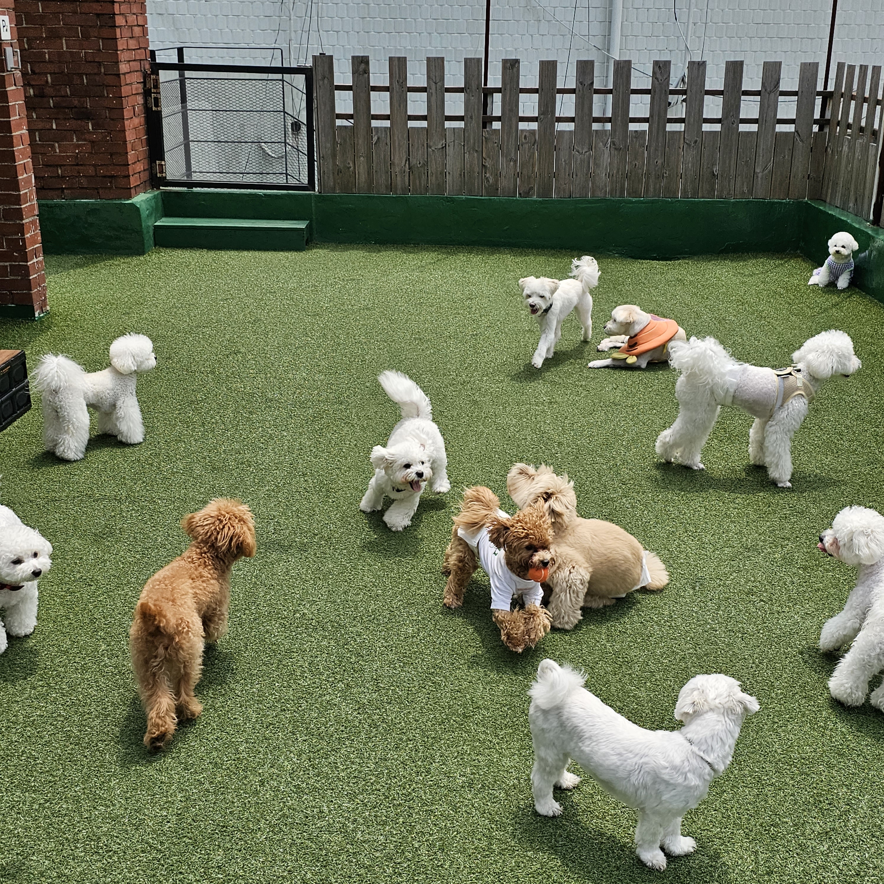 연희도그 대표 이미지