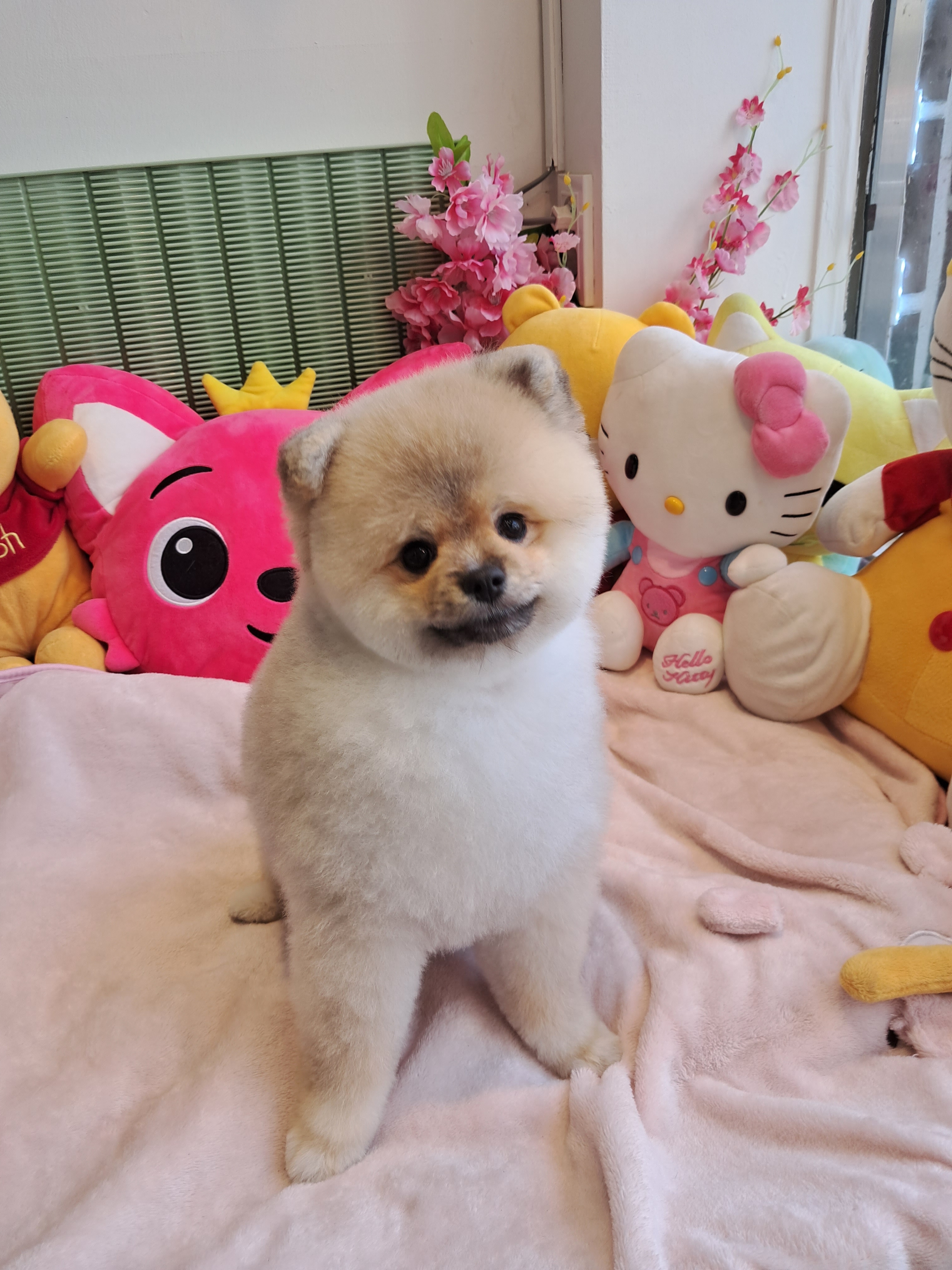 해피테일 대표 이미지