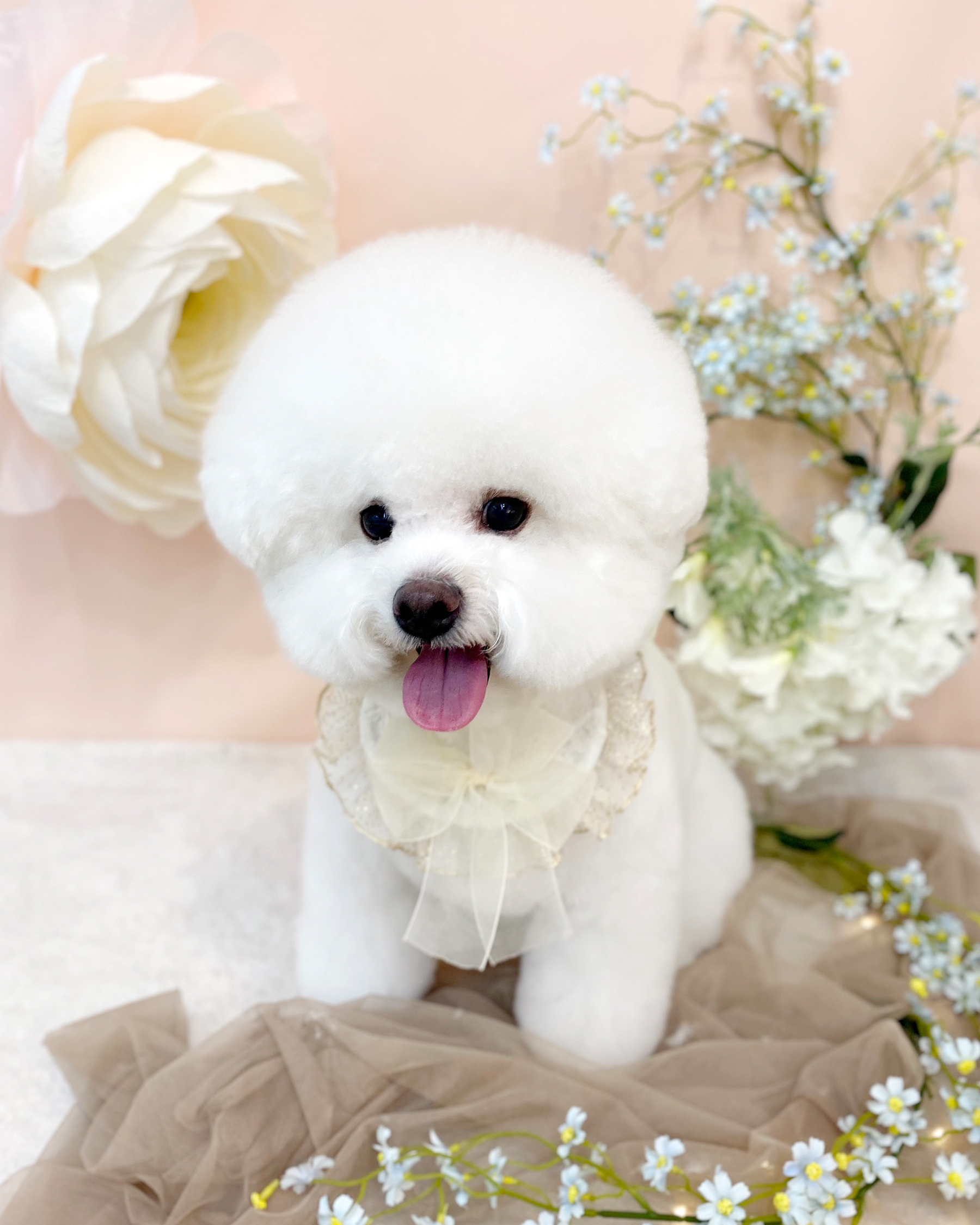 슈에뜨 대표 이미지