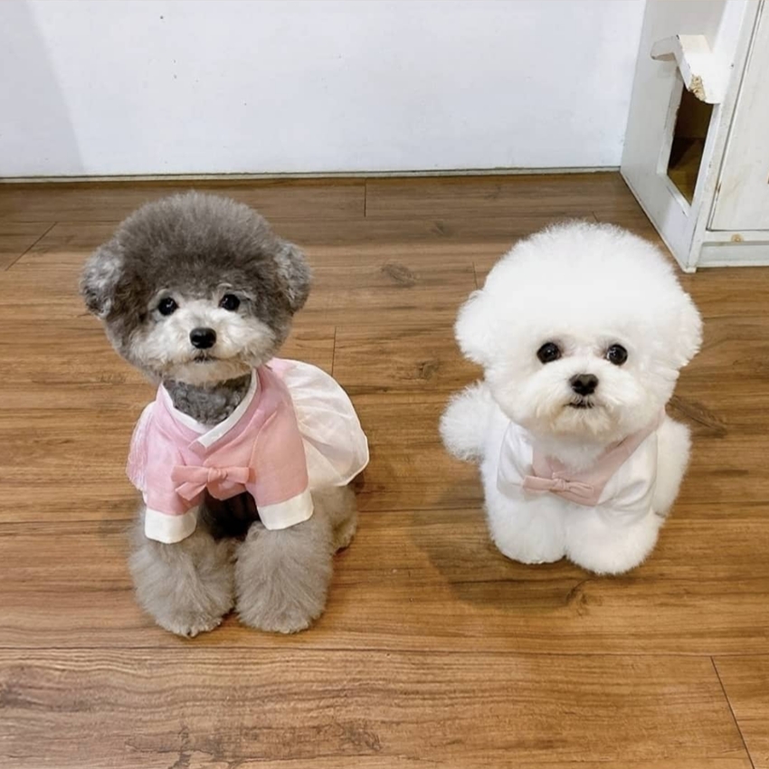 킴스켄넬 강남본점