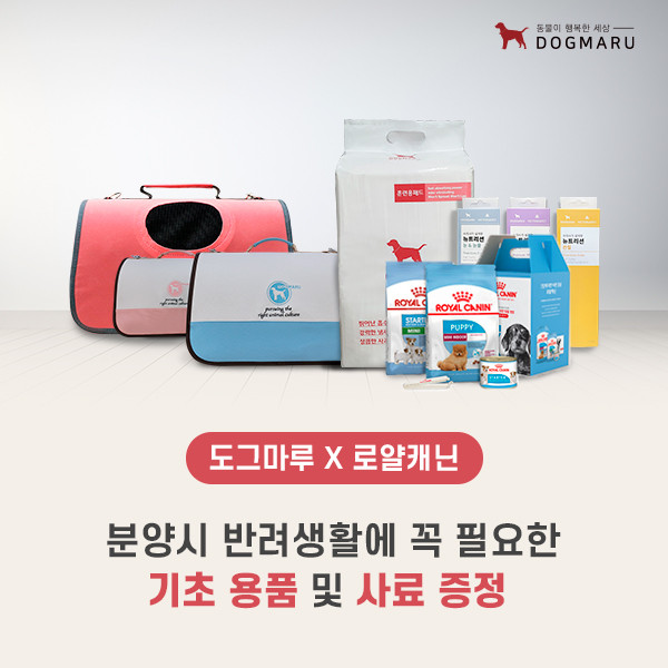 강아지고양이유기견무료말티푸랙돌먼치킨포메라니안 대표 이미지