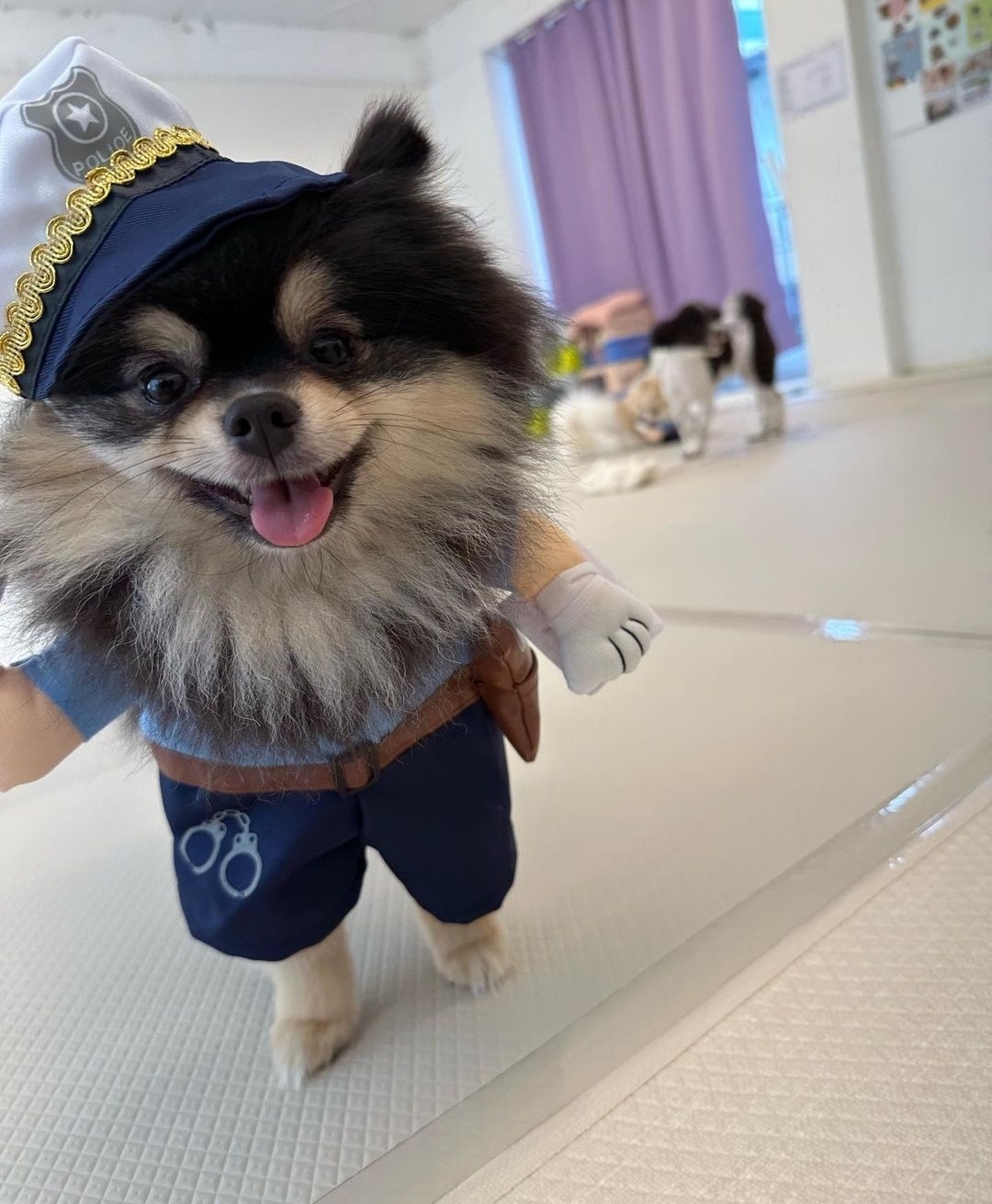 디어코코 강아지유치원&애견호텔 대표 이미지