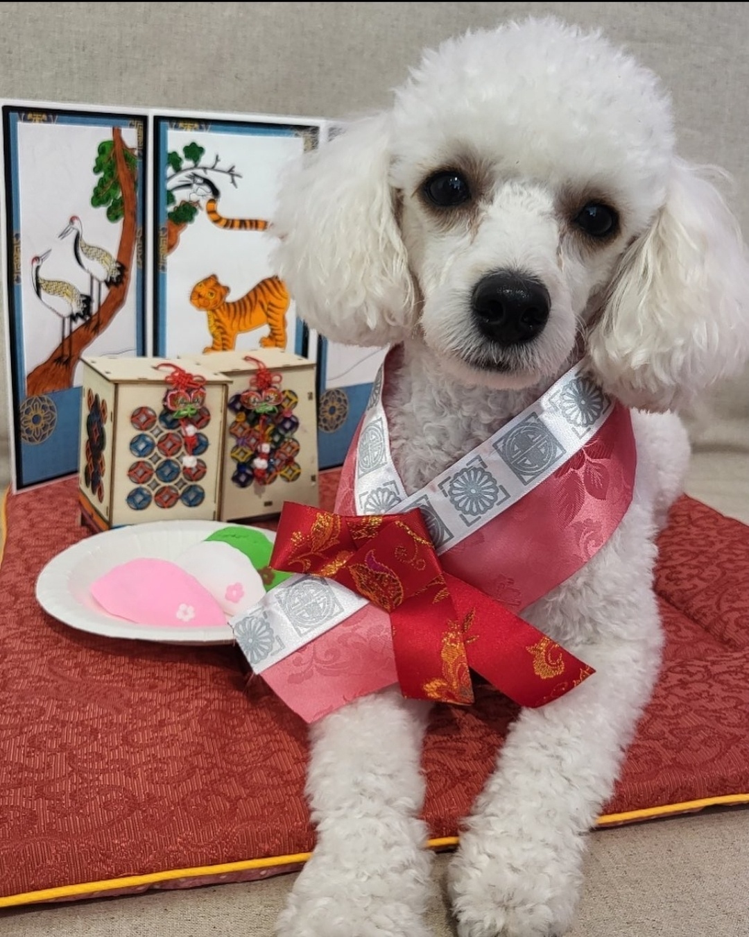 디어코코 강아지유치원&애견호텔 대표 이미지