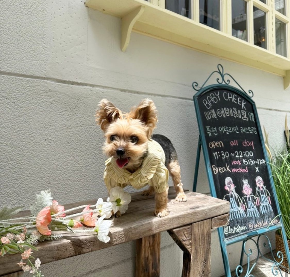 베이비치크 대표 이미지