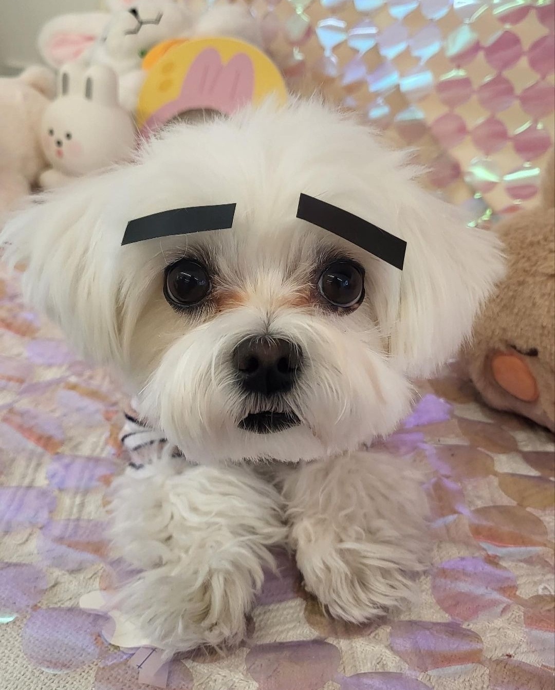 디어코코 강아지유치원&애견호텔 대표 이미지