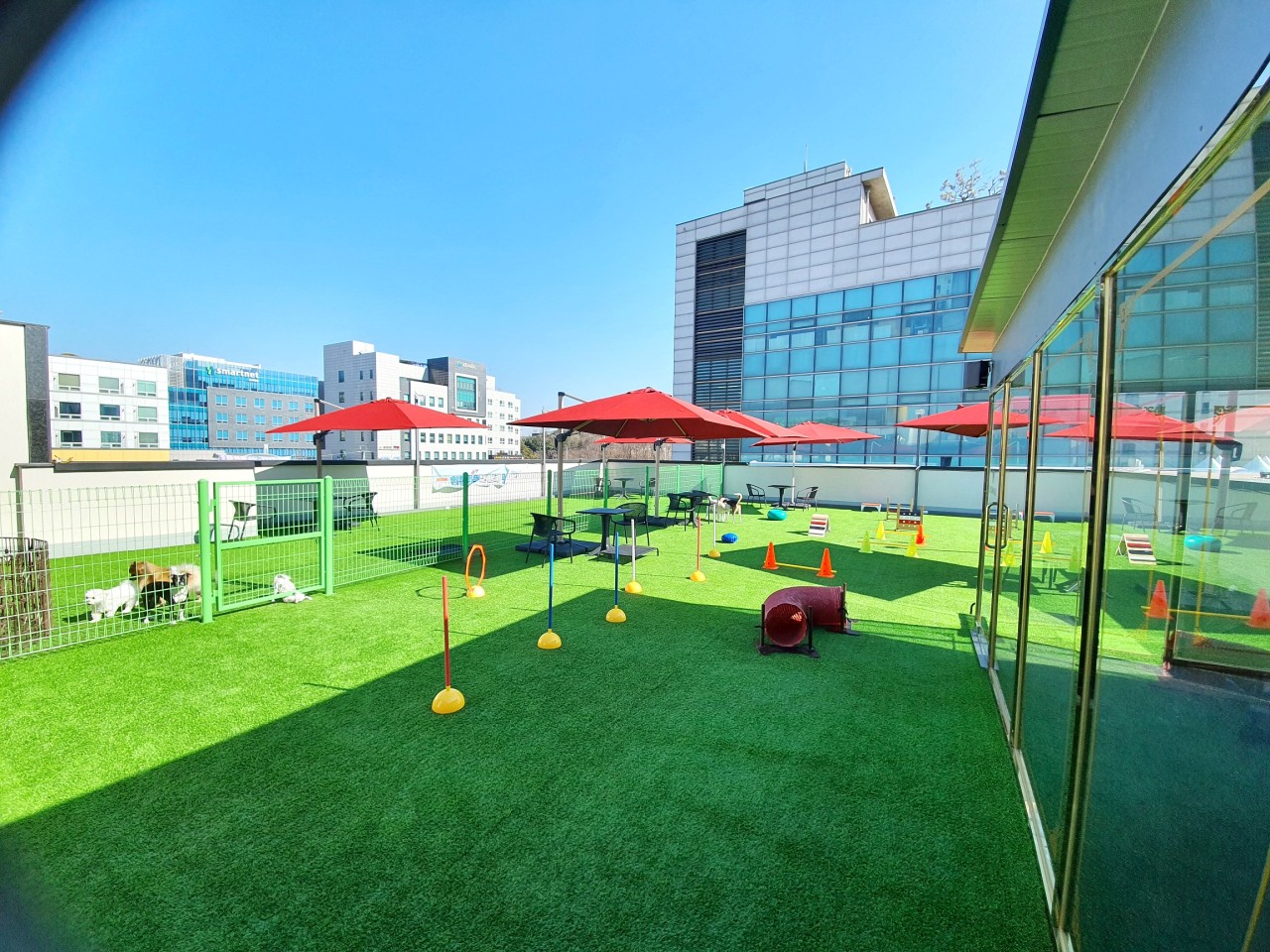 강아지고양이유기견무료말티푸랙돌먼치킨포메라니안 대표 이미지