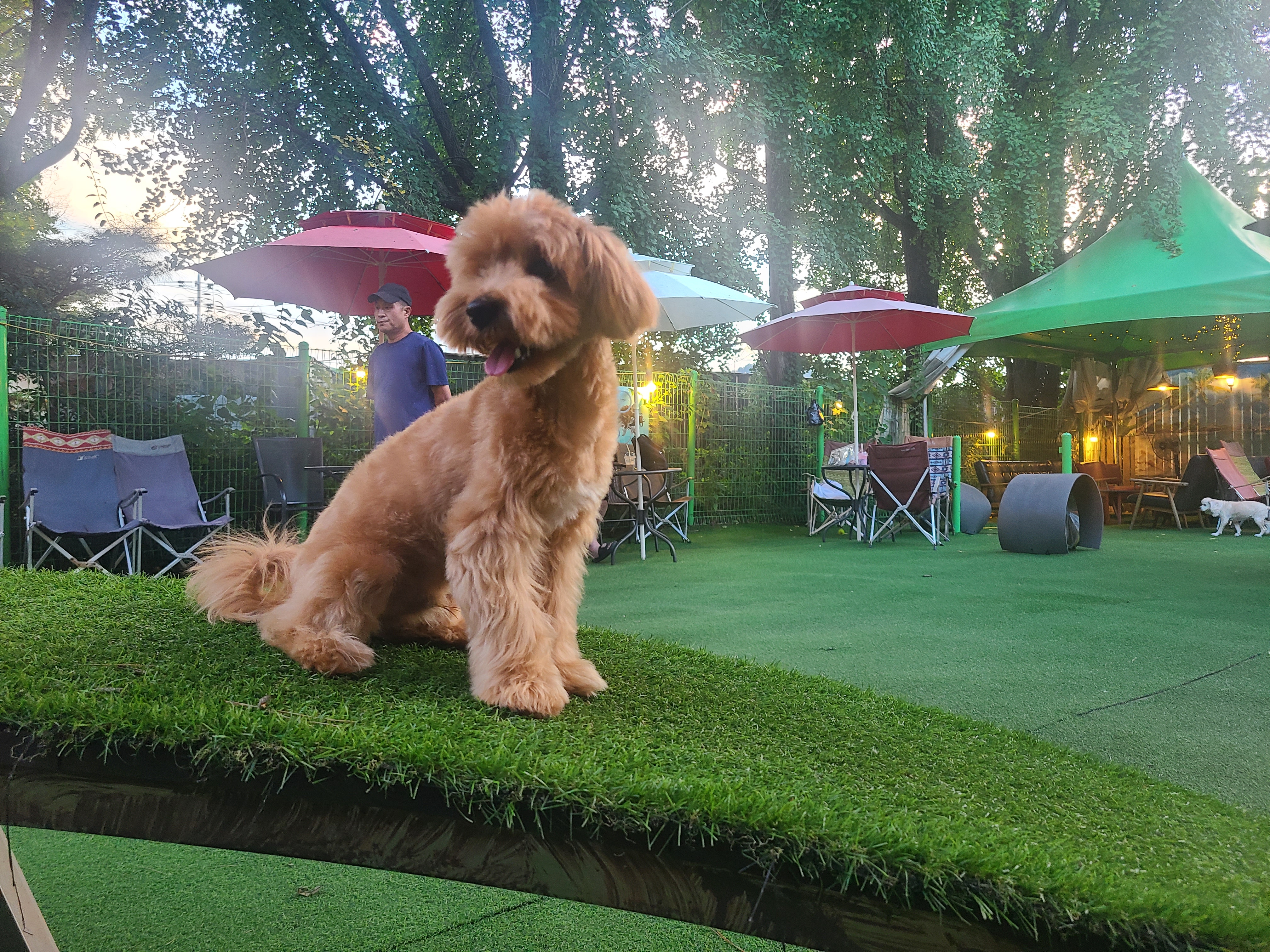 개떼놀이터 남양주 애견운동장 강아지놀이터 펫 반려견 사진 1