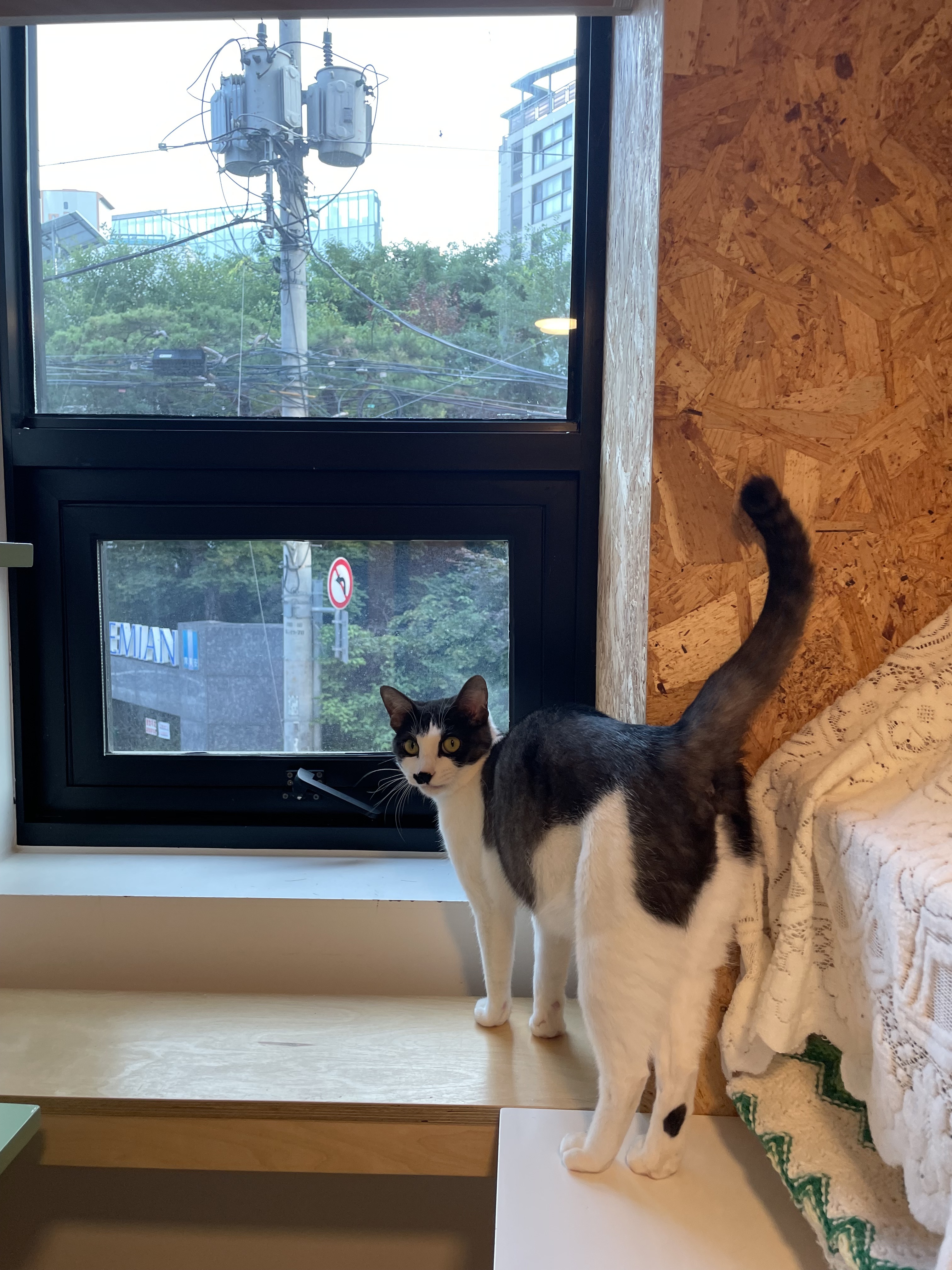 고양이호텔 까르텔 대표 이미지