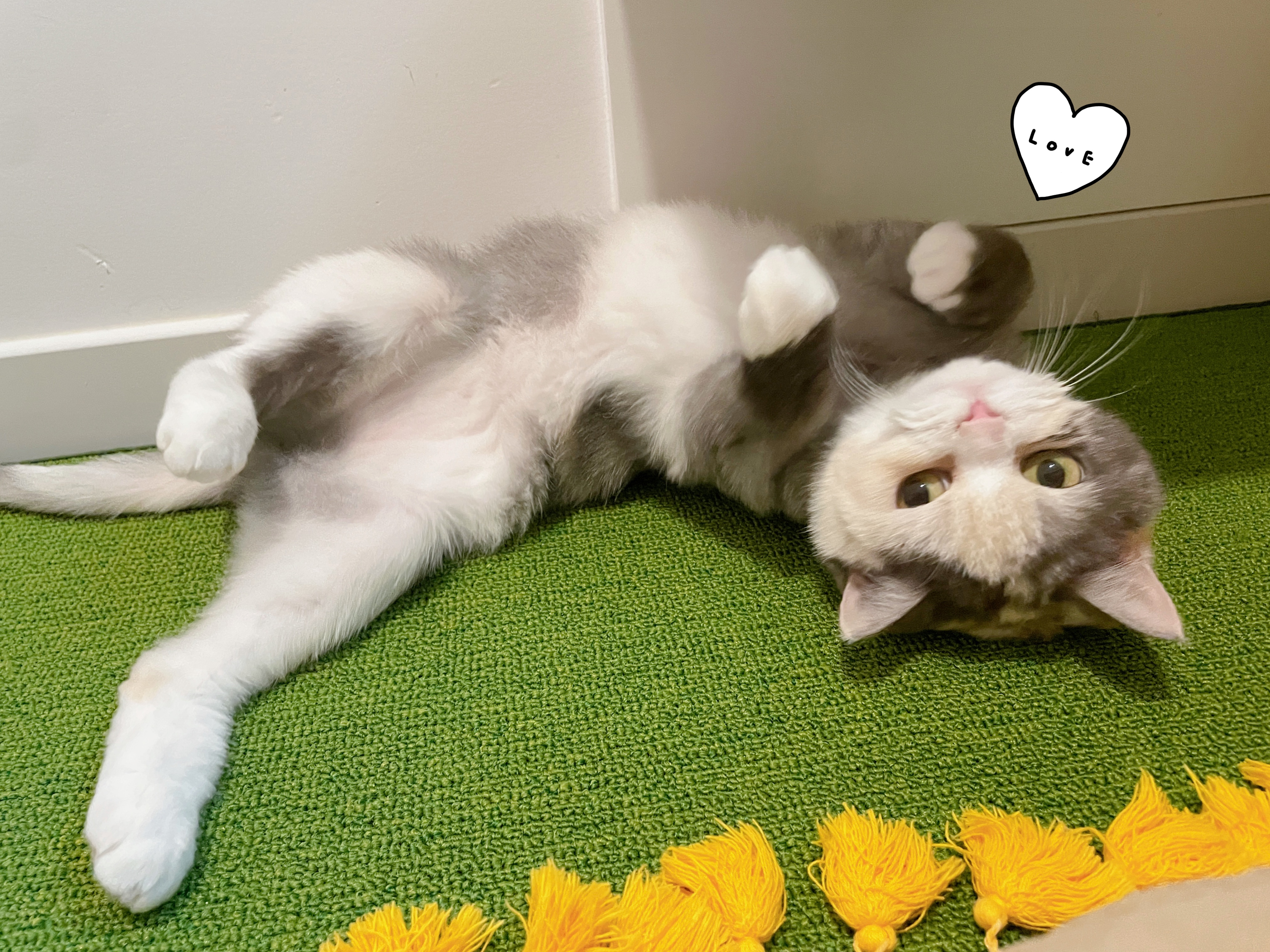 고양이호텔 까르텔 대표 이미지