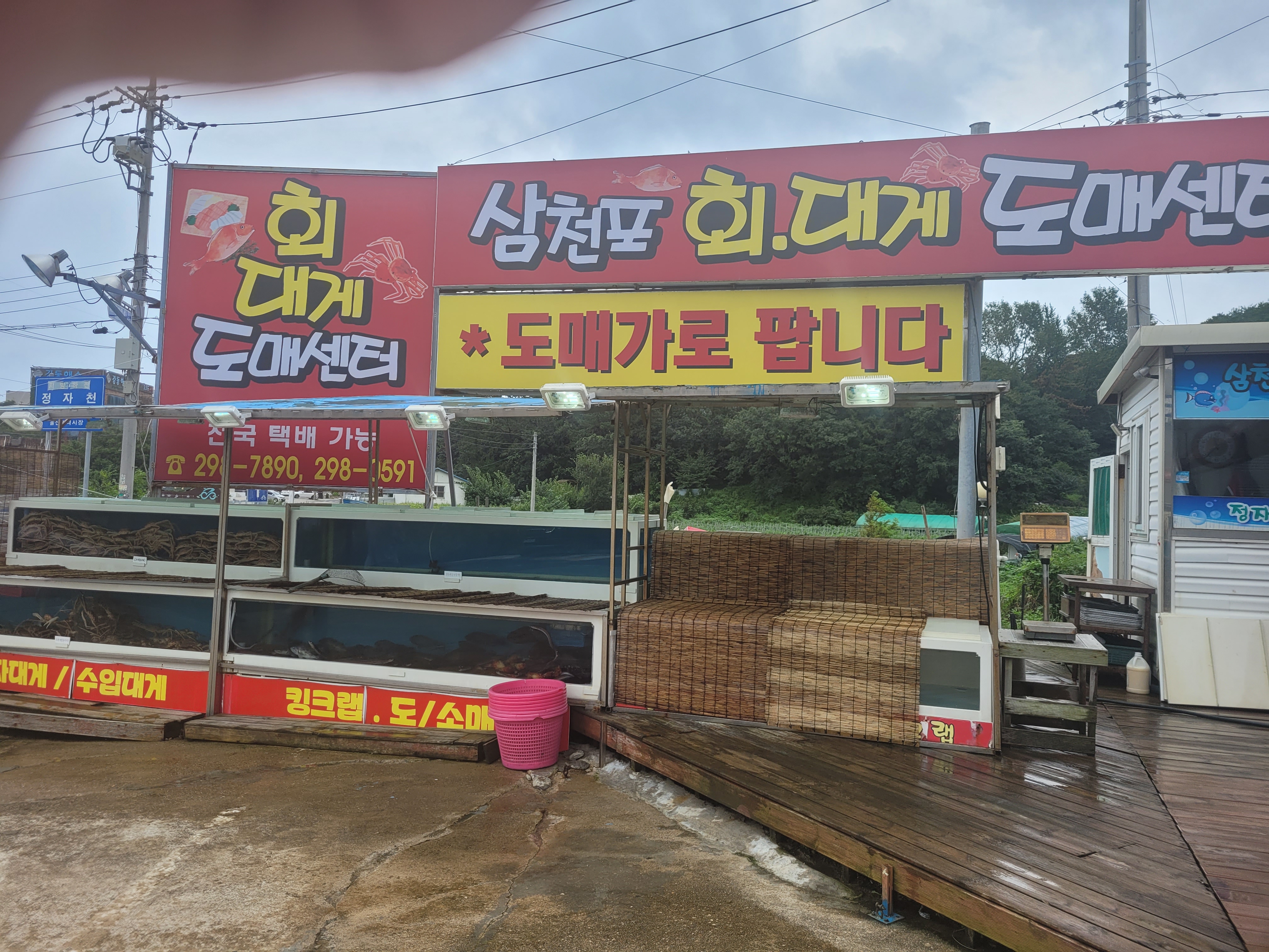 삼천포대게