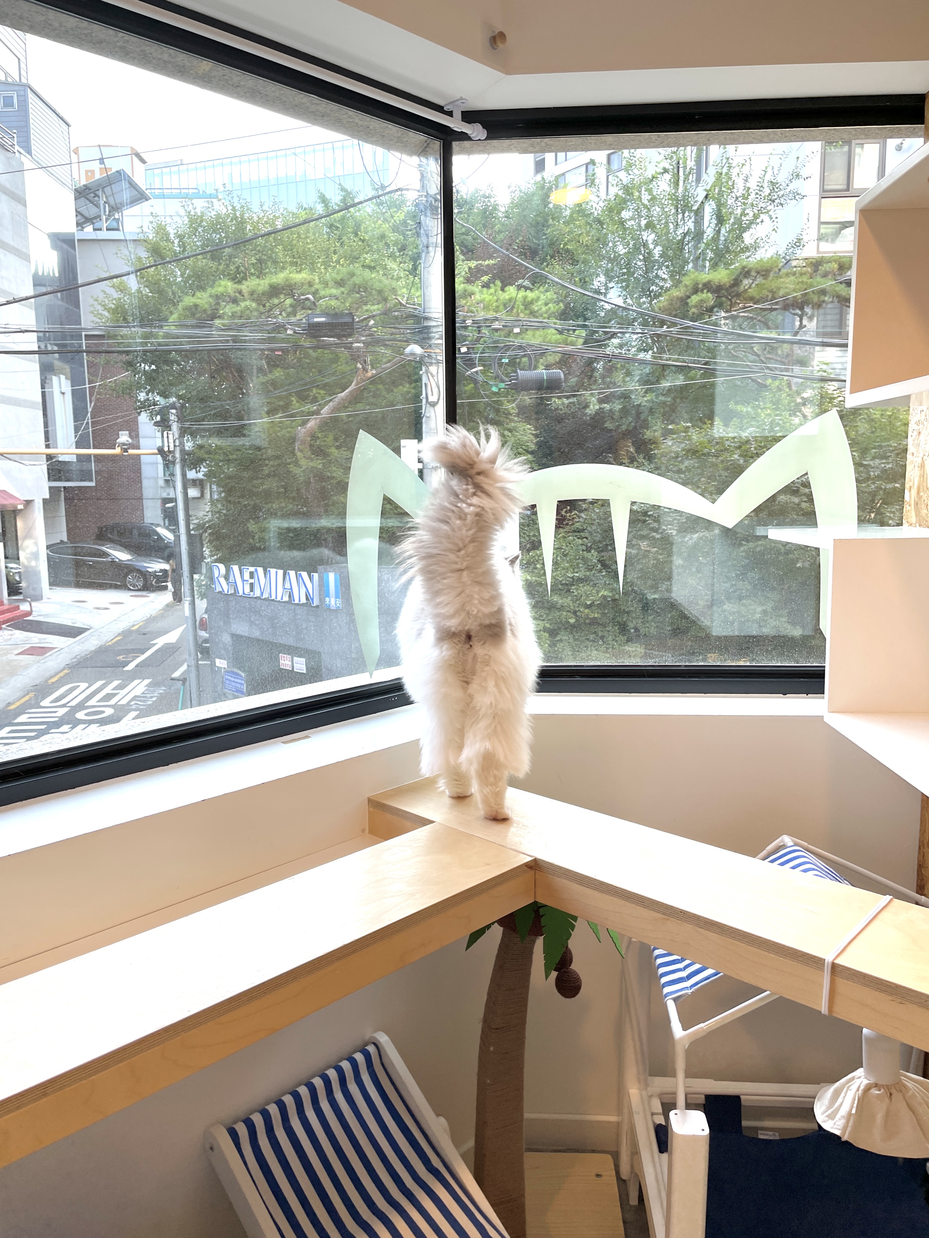 고양이호텔 까르텔 대표 이미지