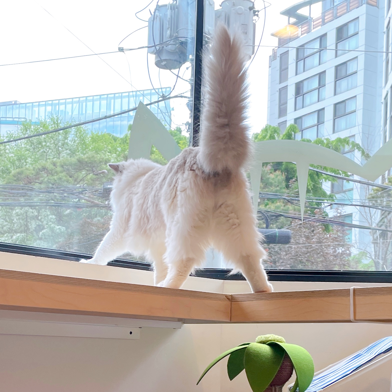 고양이호텔 까르텔 대표 이미지